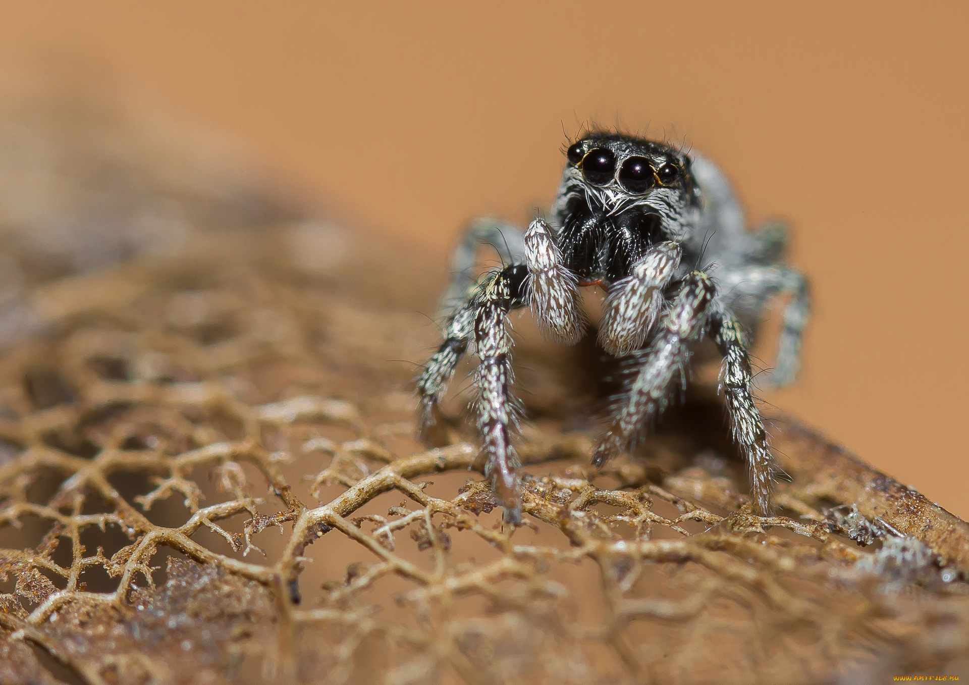 животные, пауки, паук