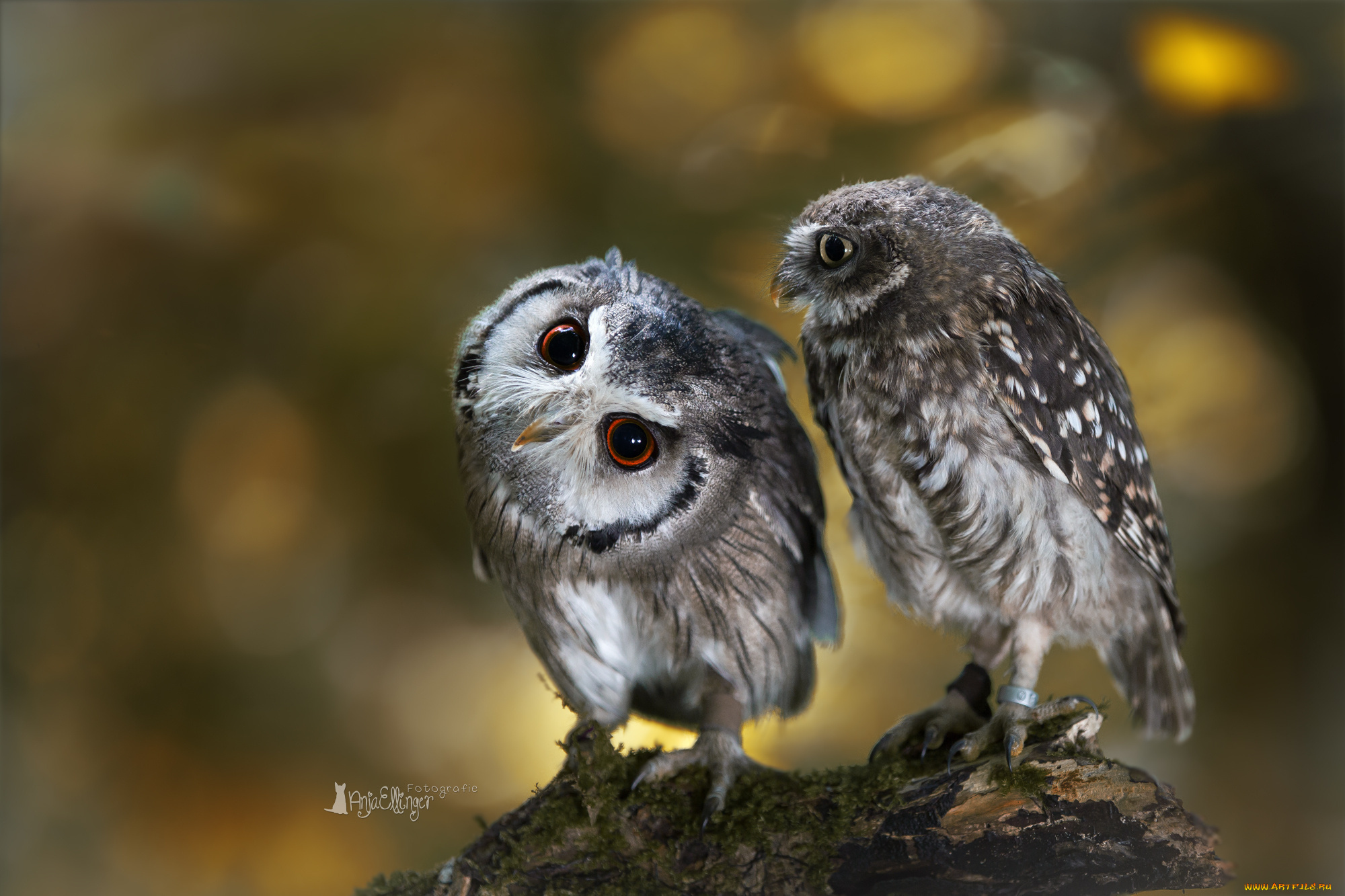 животные, совы, сова, две, птицы, ветка