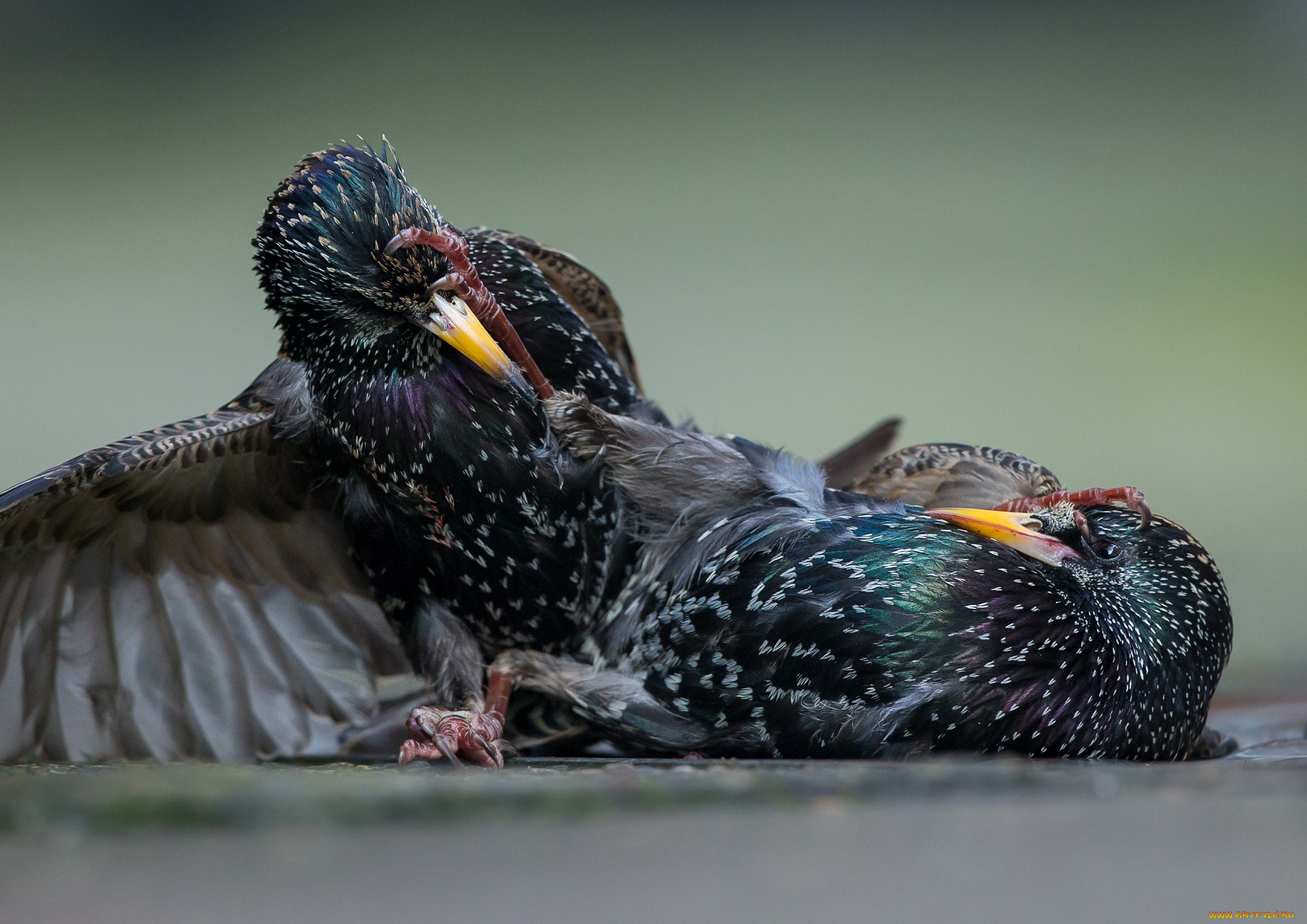 животные, вороны, , грачи, , галки, грачи