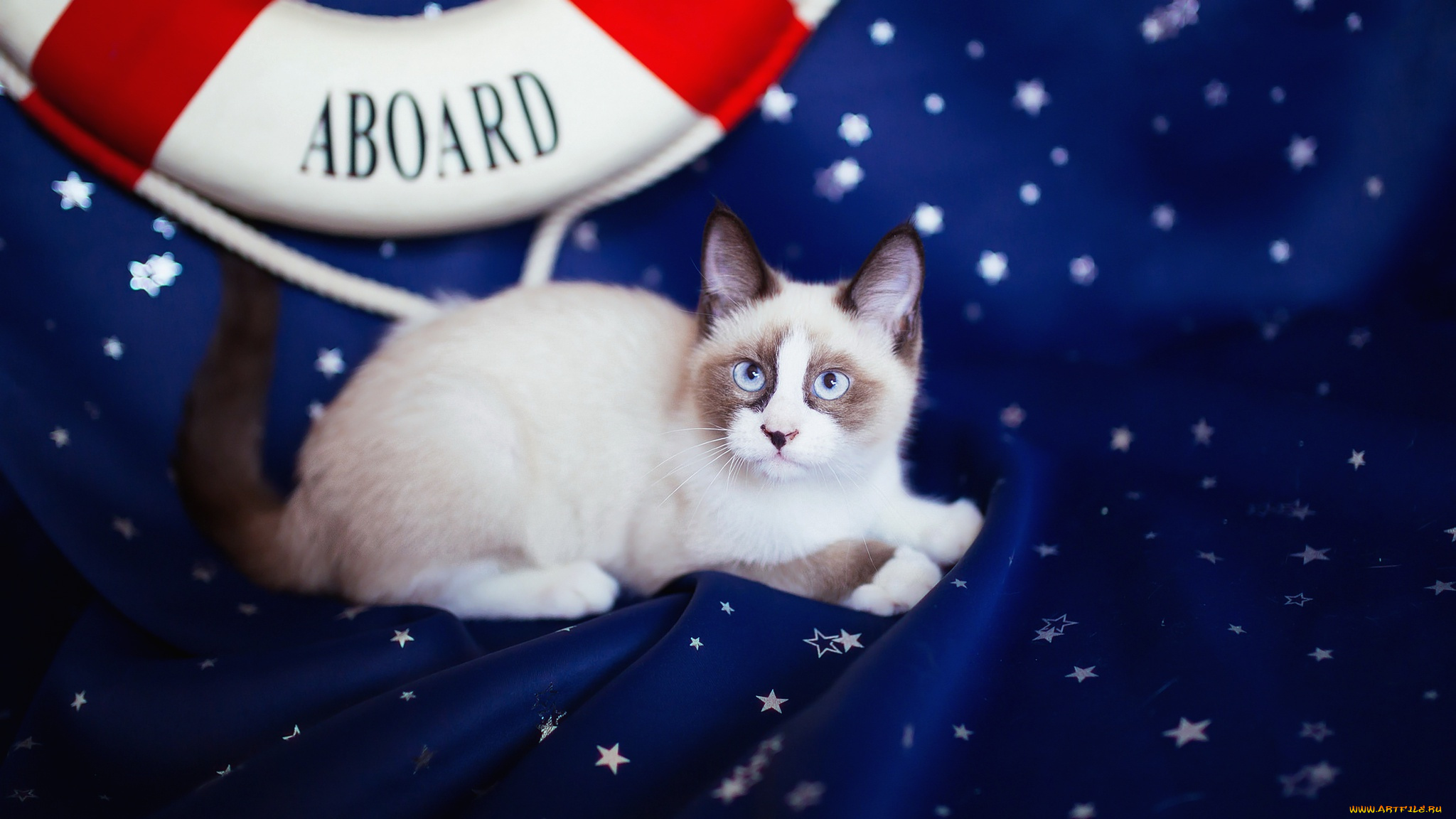 животные, коты, ткань, кот, темно-синий, синий, темный, кошка, лежит, фон, звездочки, спасательный, круг, мордашка, взгляд, котёнок, котенок, пятна, рэгдолл