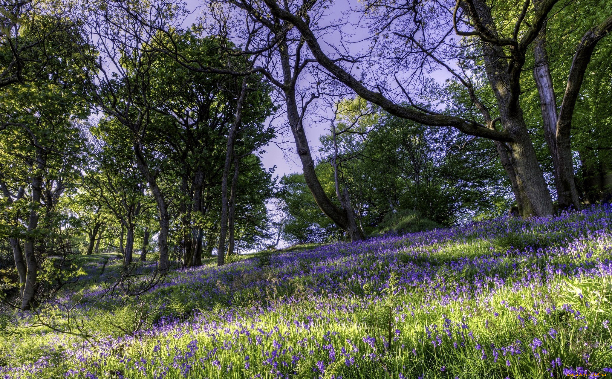 природа, луга, колокольчики, трава, деревья