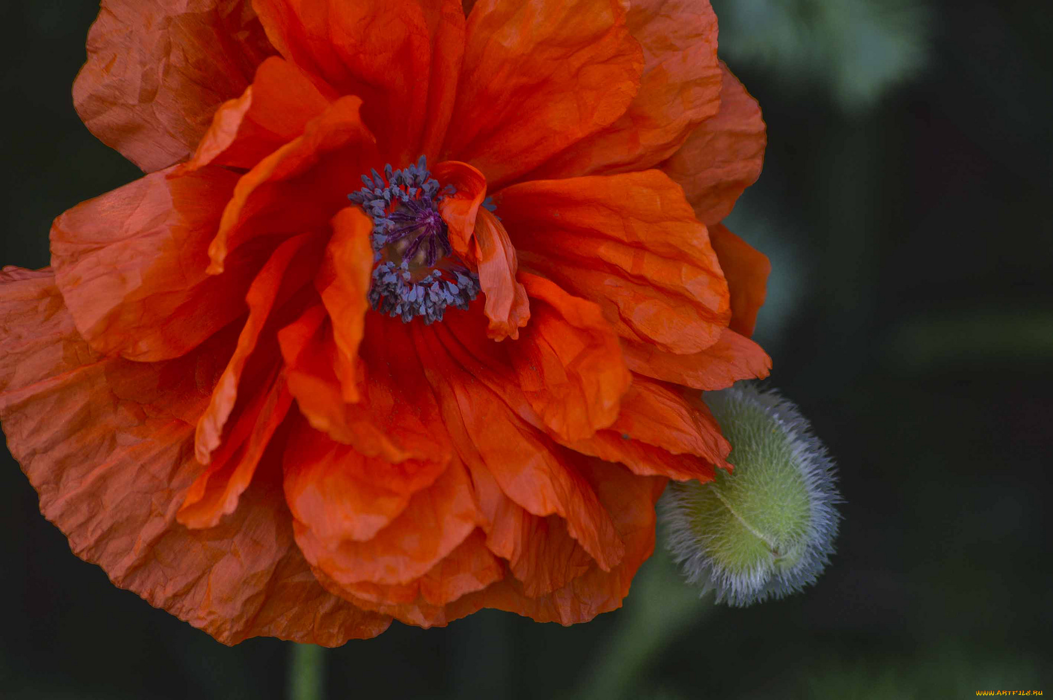 цветы, маки, мак