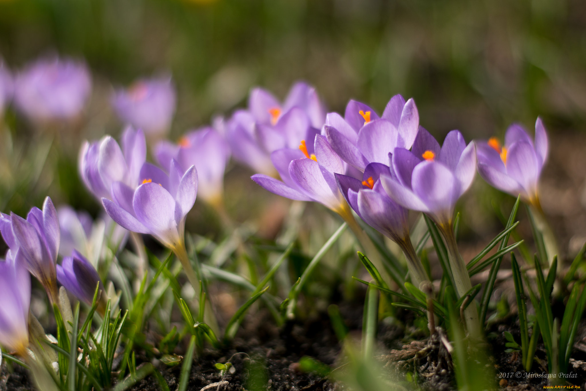 цветы, крокусы