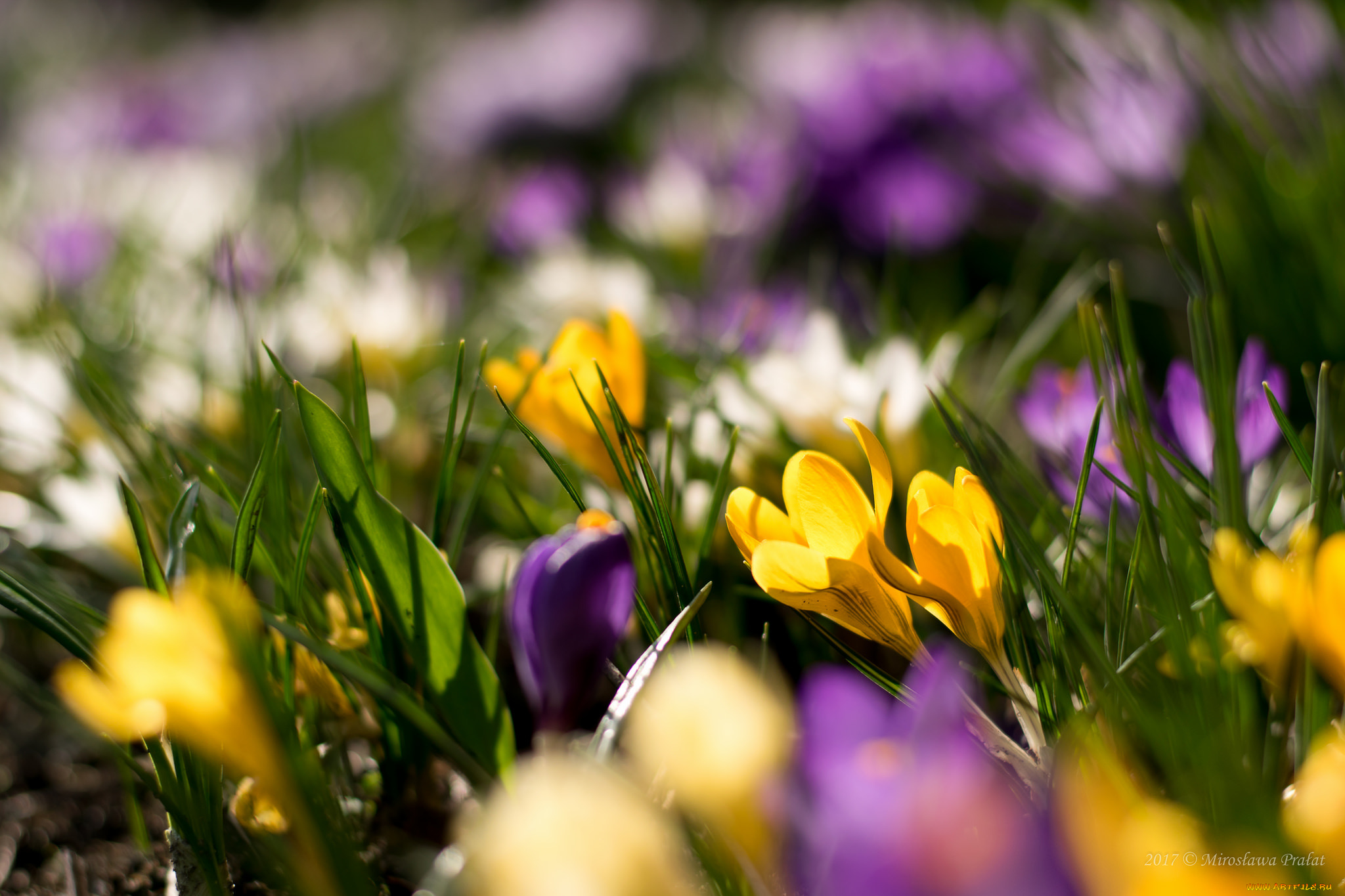 цветы, крокусы