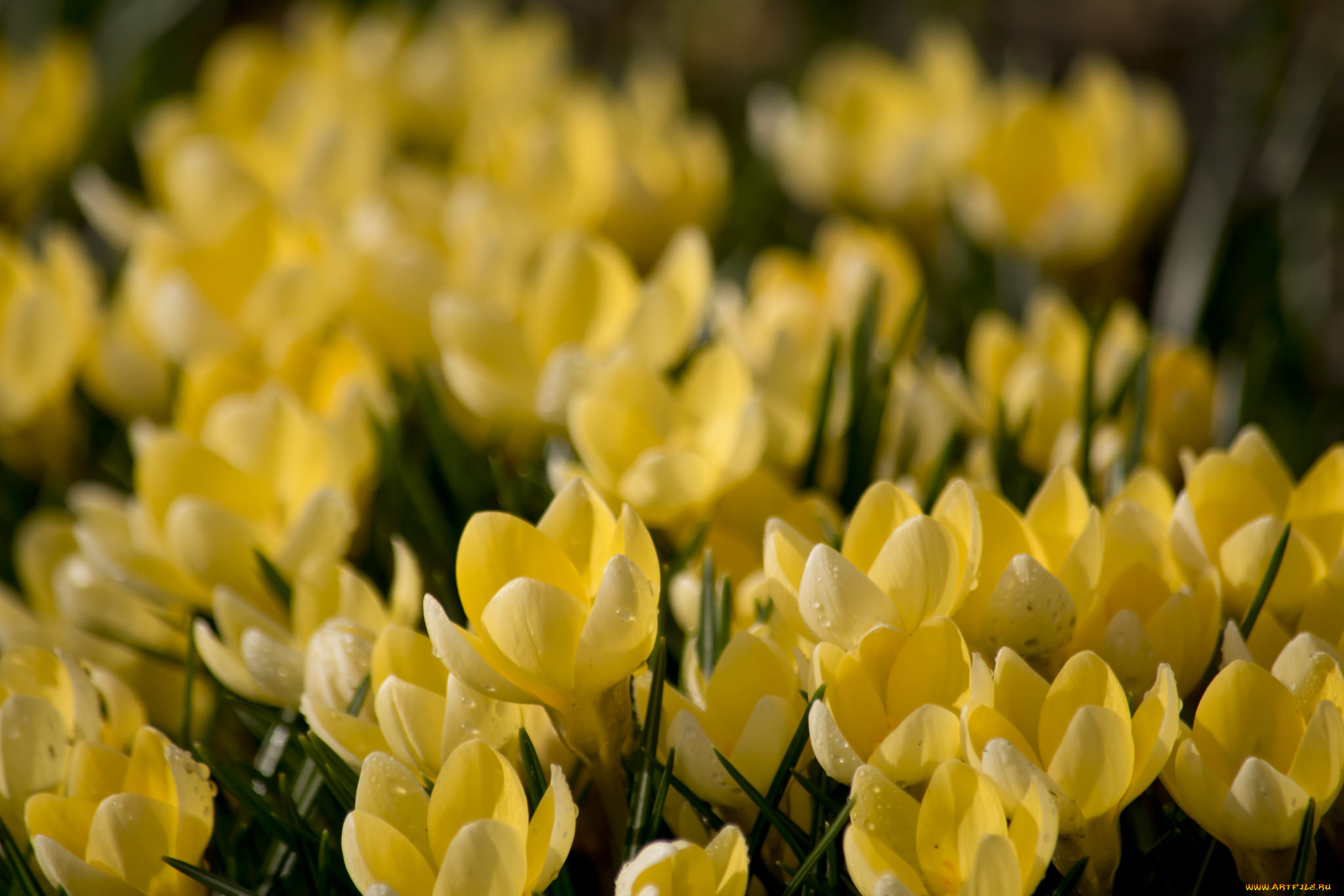 цветы, крокусы, жёлтые