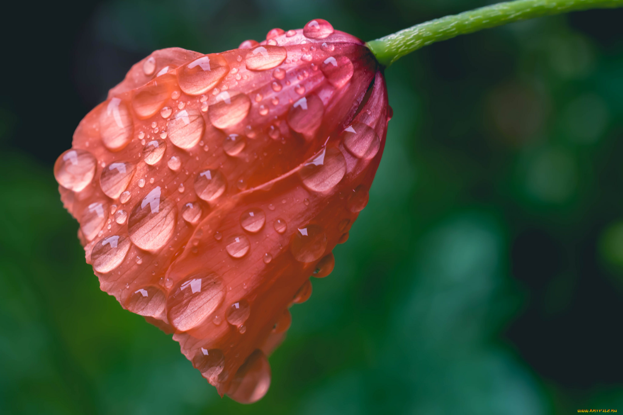 цветы, маки, мак