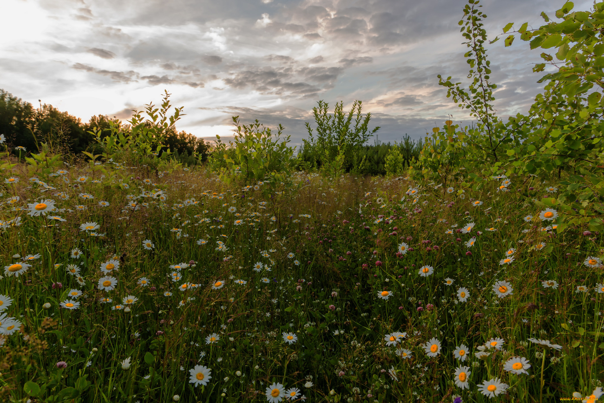 природа, луга, простор