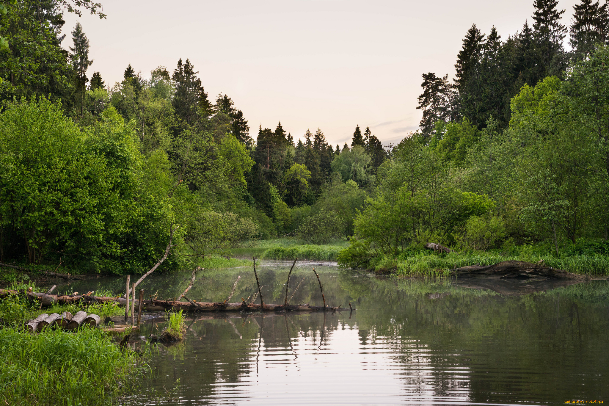 природа, реки, озера, лес, река