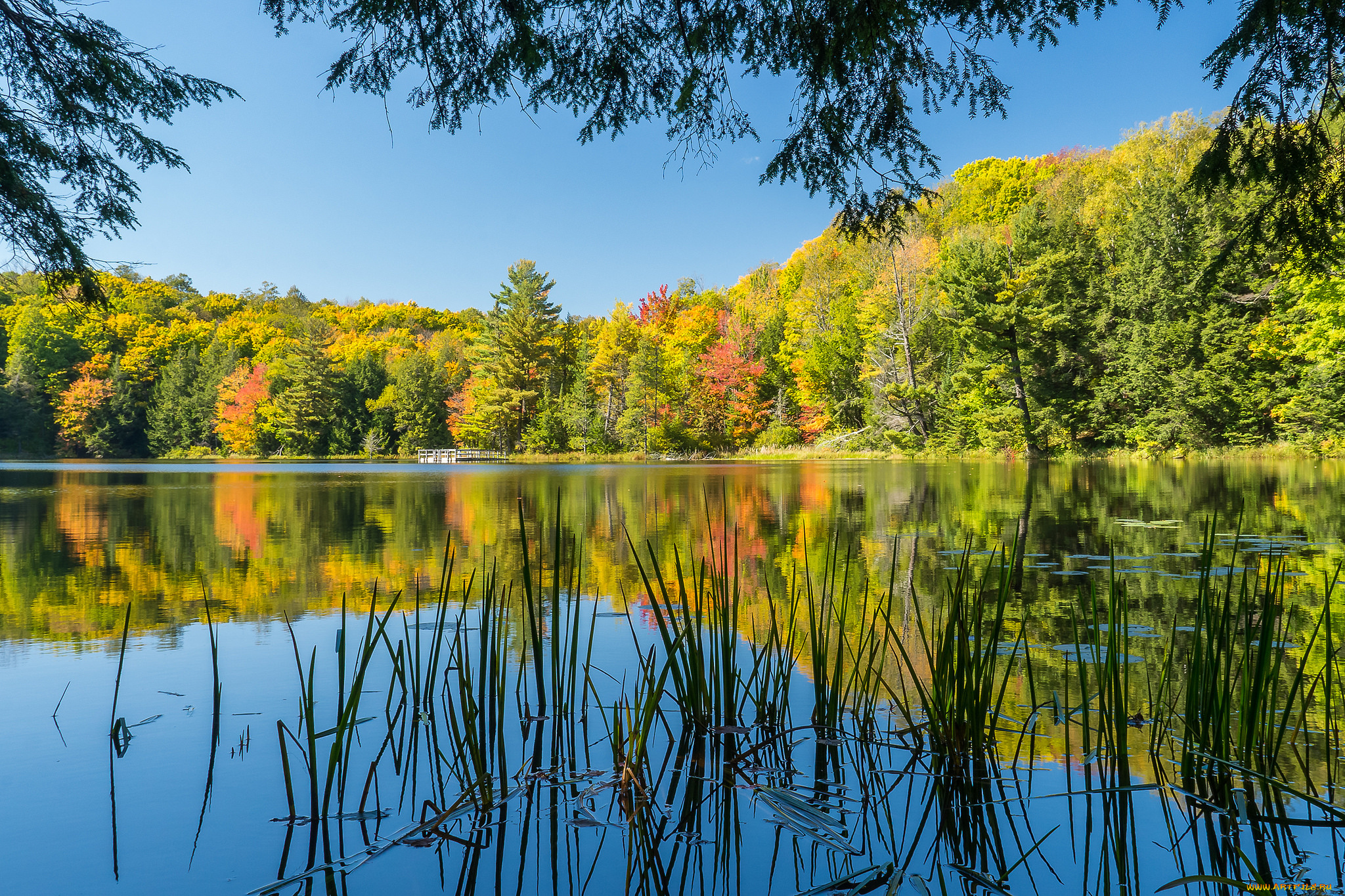 природа, реки, озера, река, лес