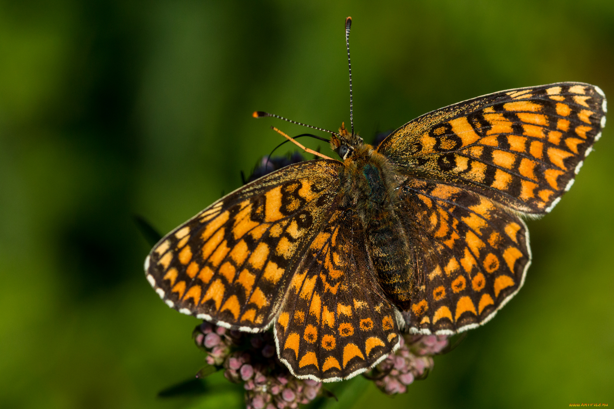 животные, бабочки, , мотыльки, , моли, бабочка