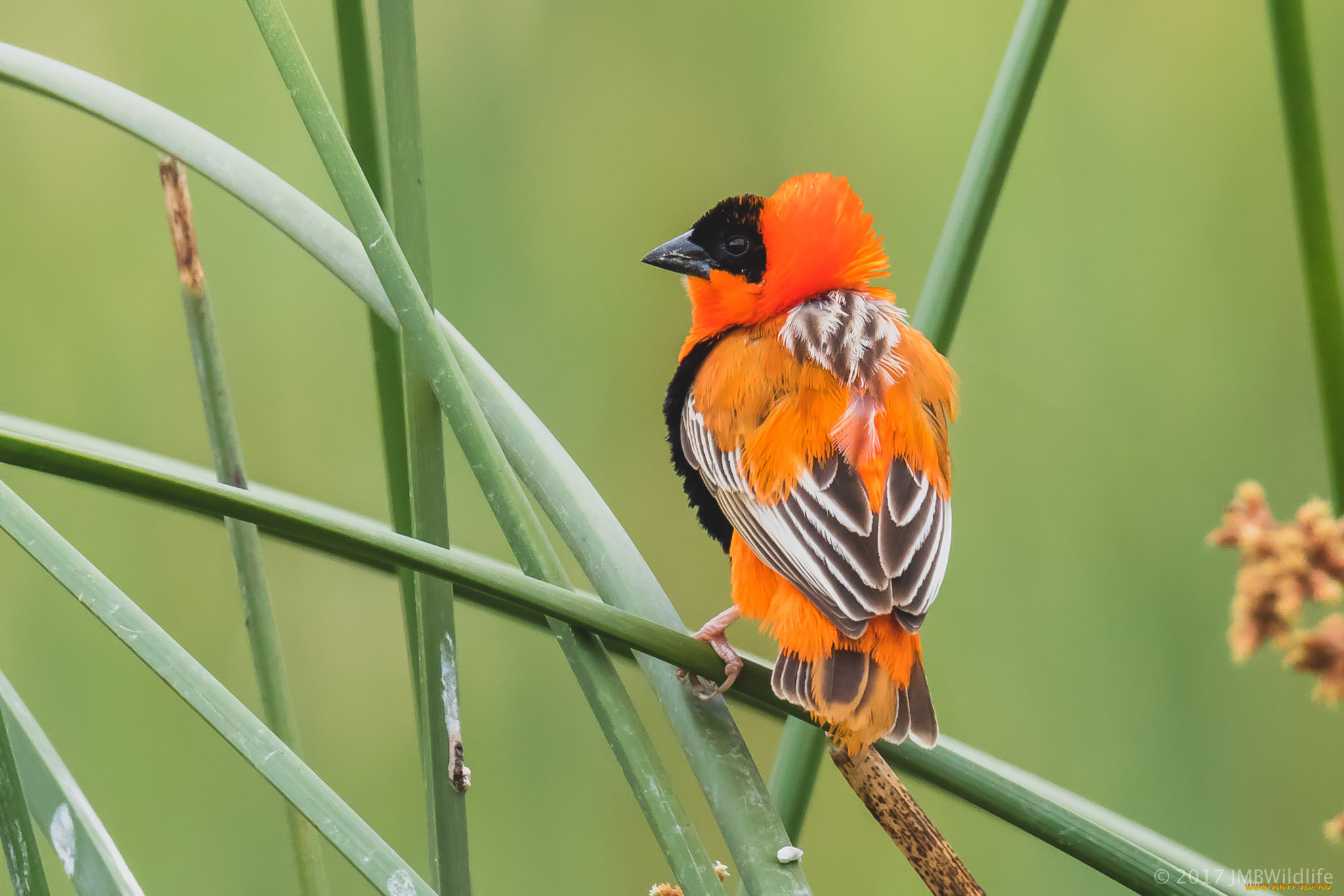 животные, птицы, птица