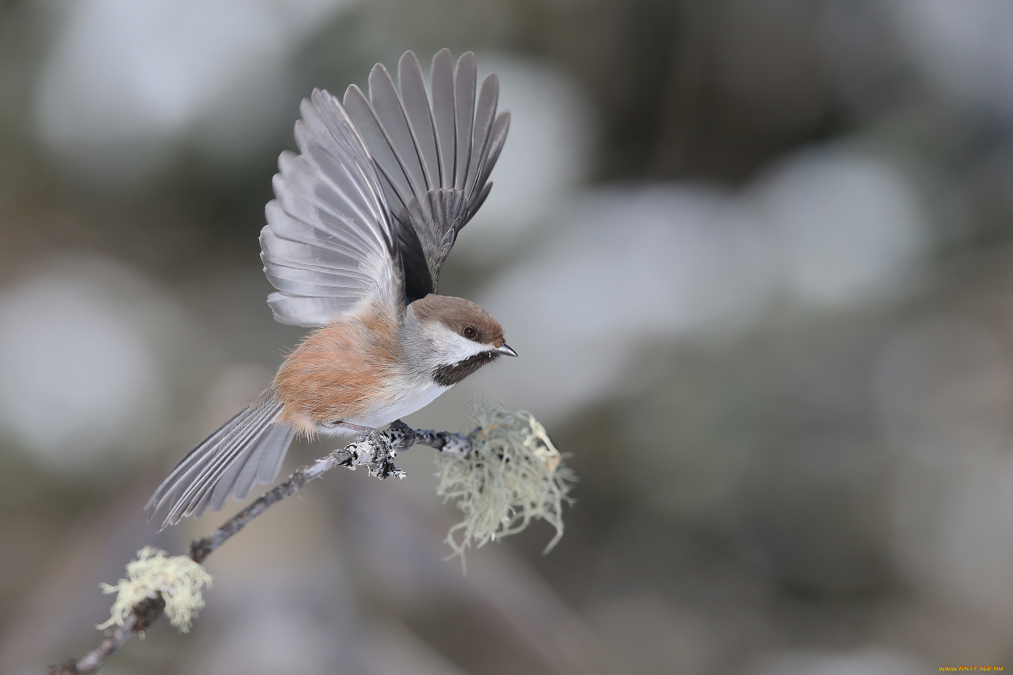 животные, воробьи, птица