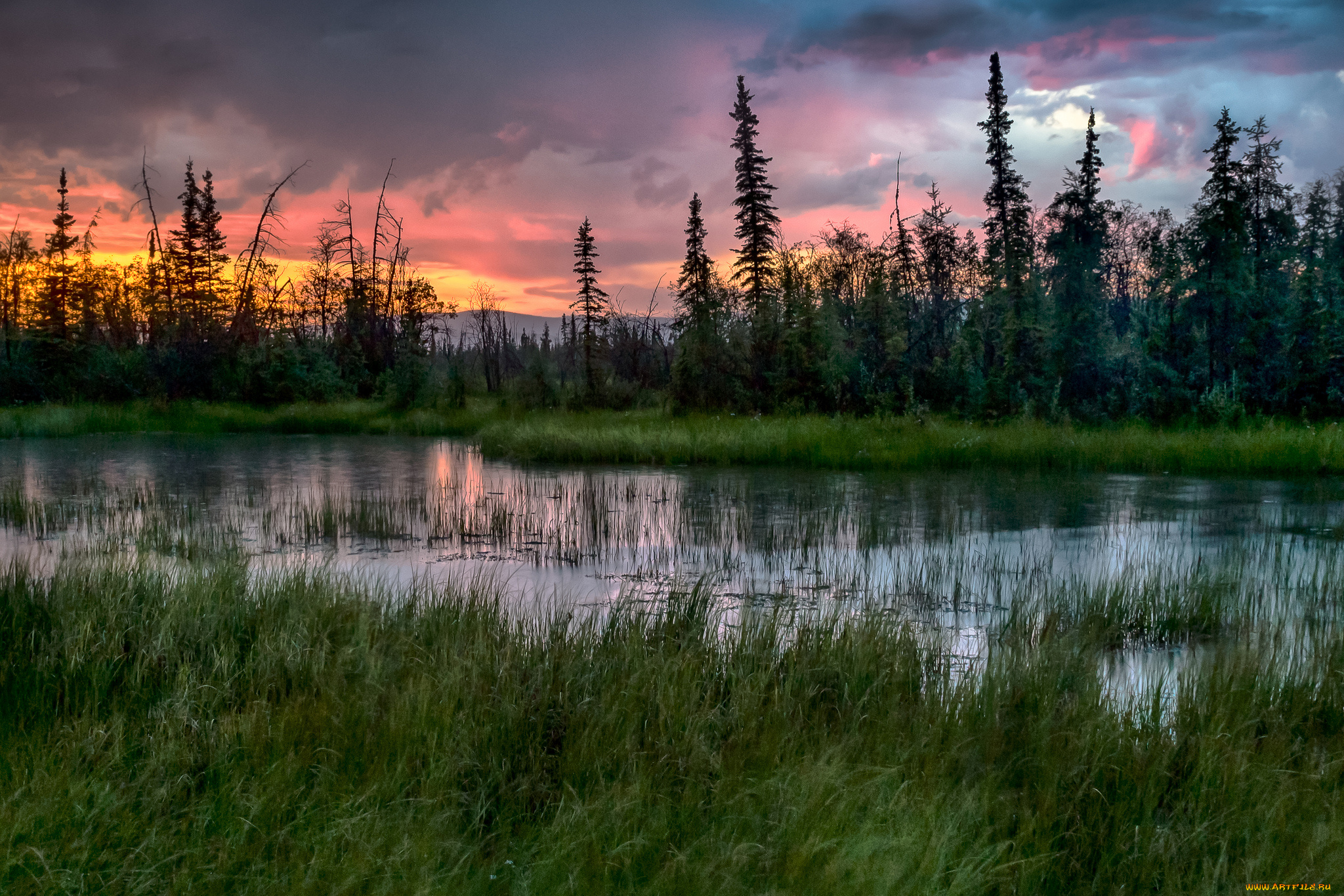 природа, реки, озера, лес, река