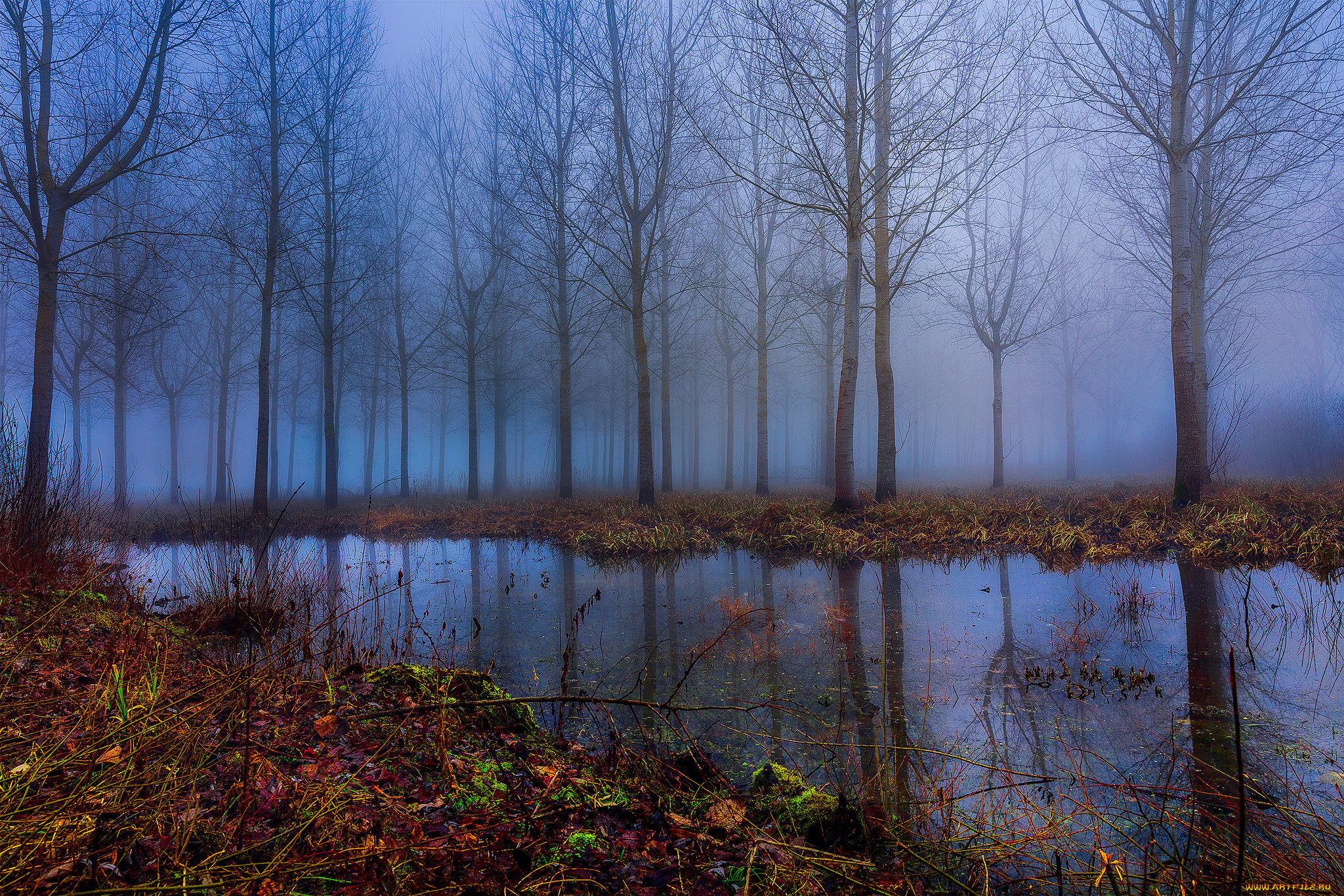 природа, реки, озера, река, лес