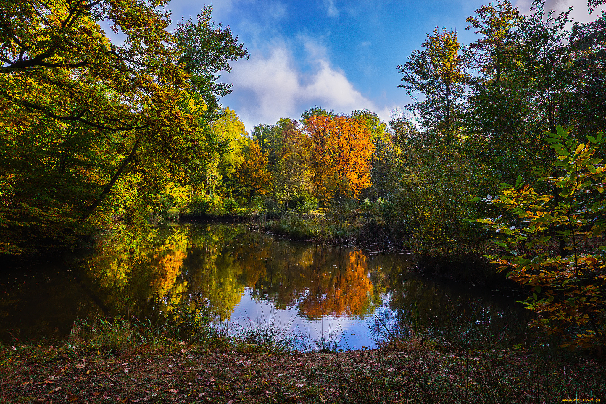 природа, реки, озера, река, лес