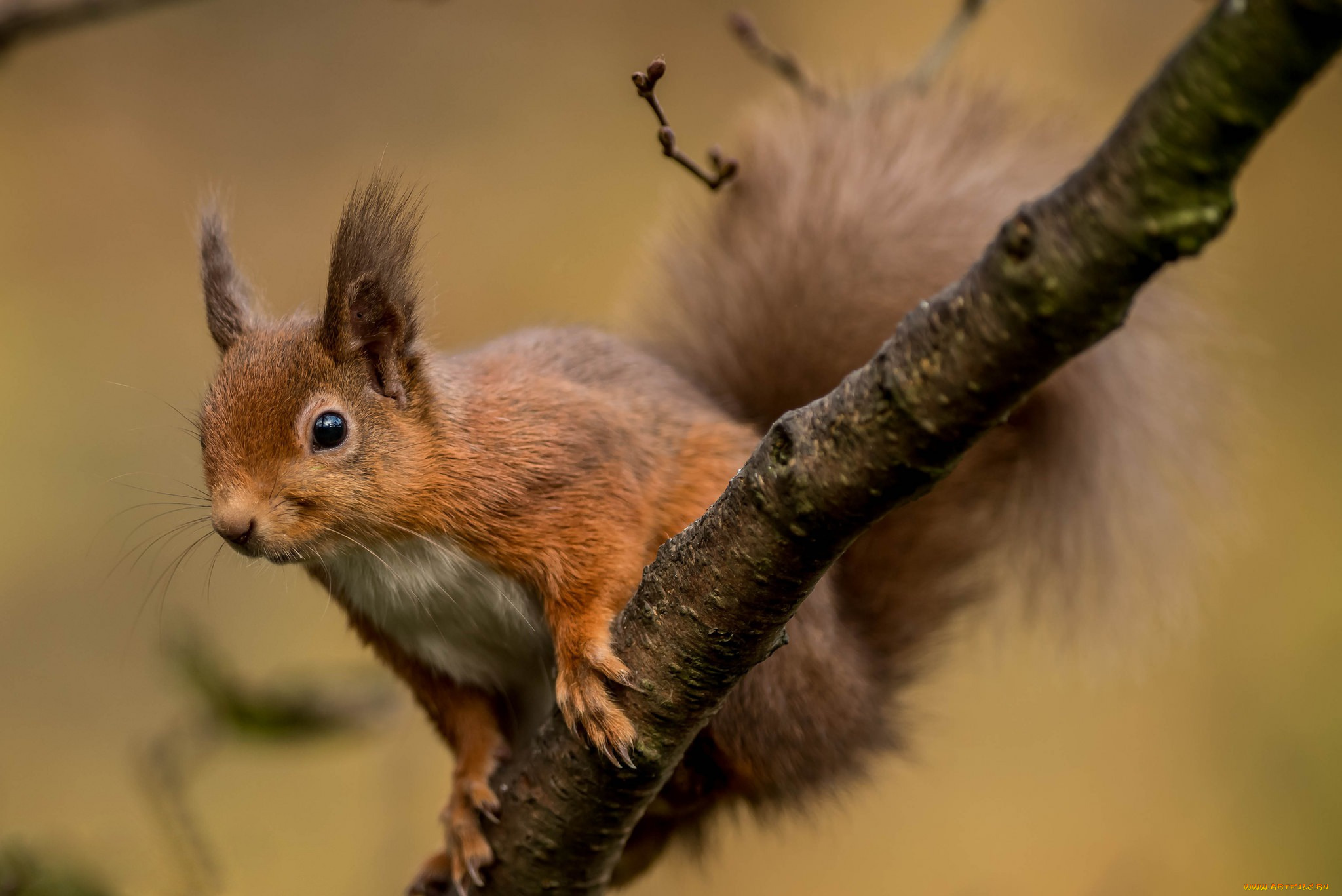 животные, белки, боке, ветка, грызун, белка, проказница