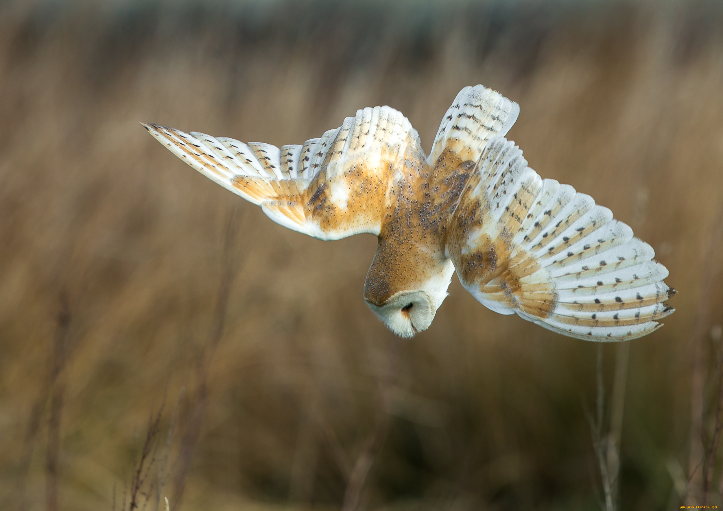 животные, совы, сова