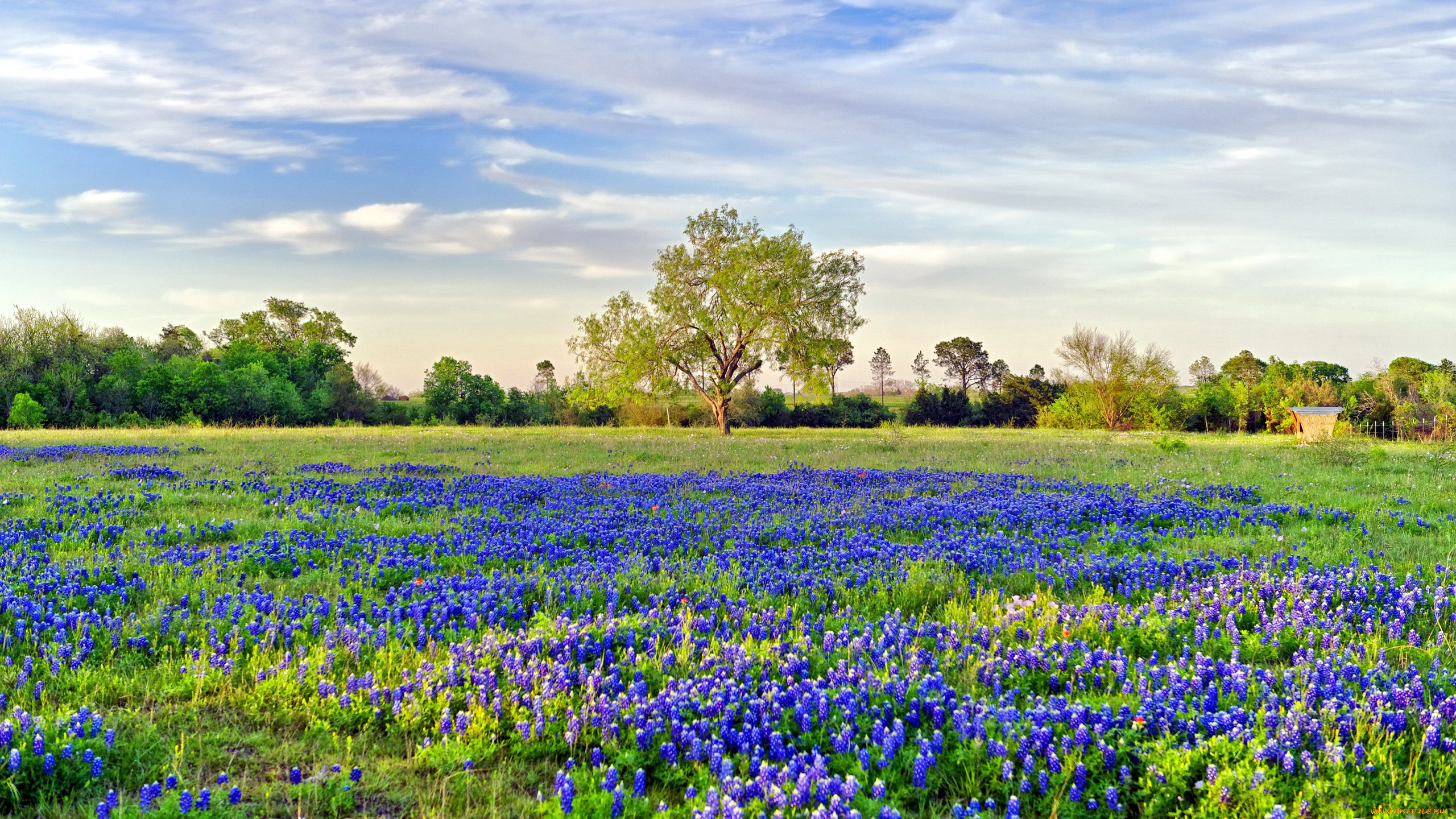 природа, луга, мускари, луг, весна