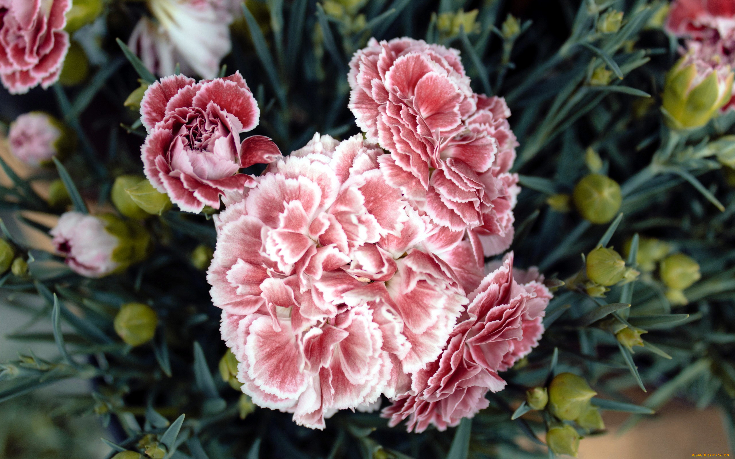 цветы, гвоздики, розовый