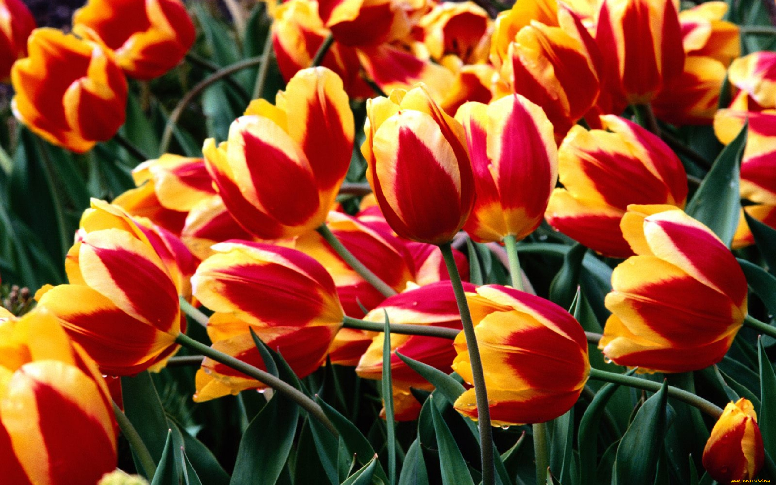 цветы, тюльпаны, поле, красно-желтые