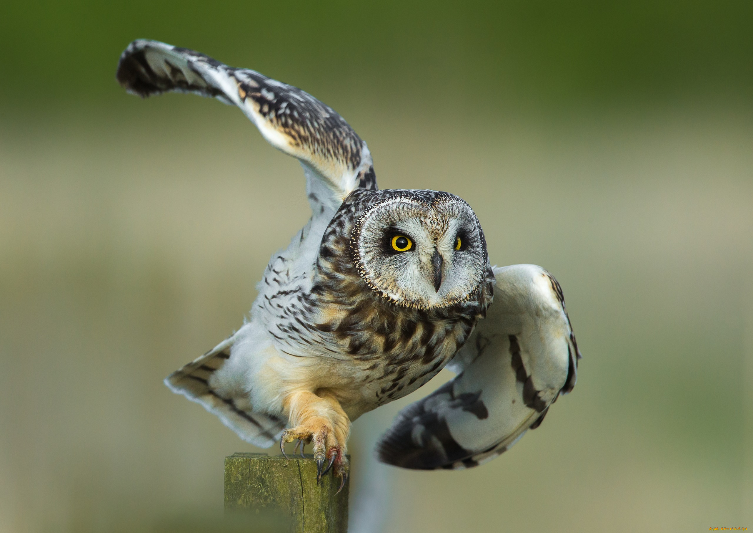 животные, совы, сова