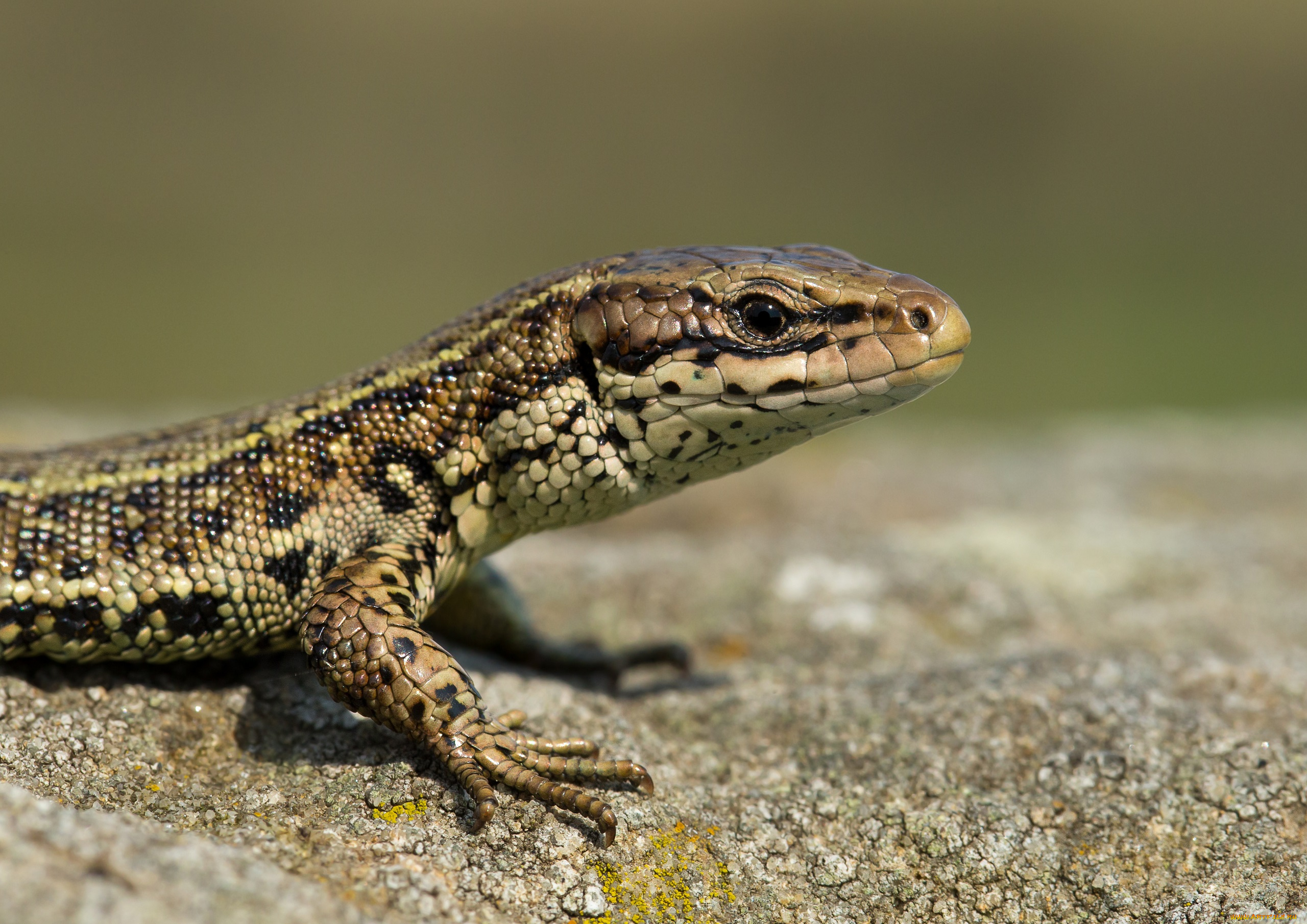 животные, Ящерицы, , игуаны, , вараны, ящерица