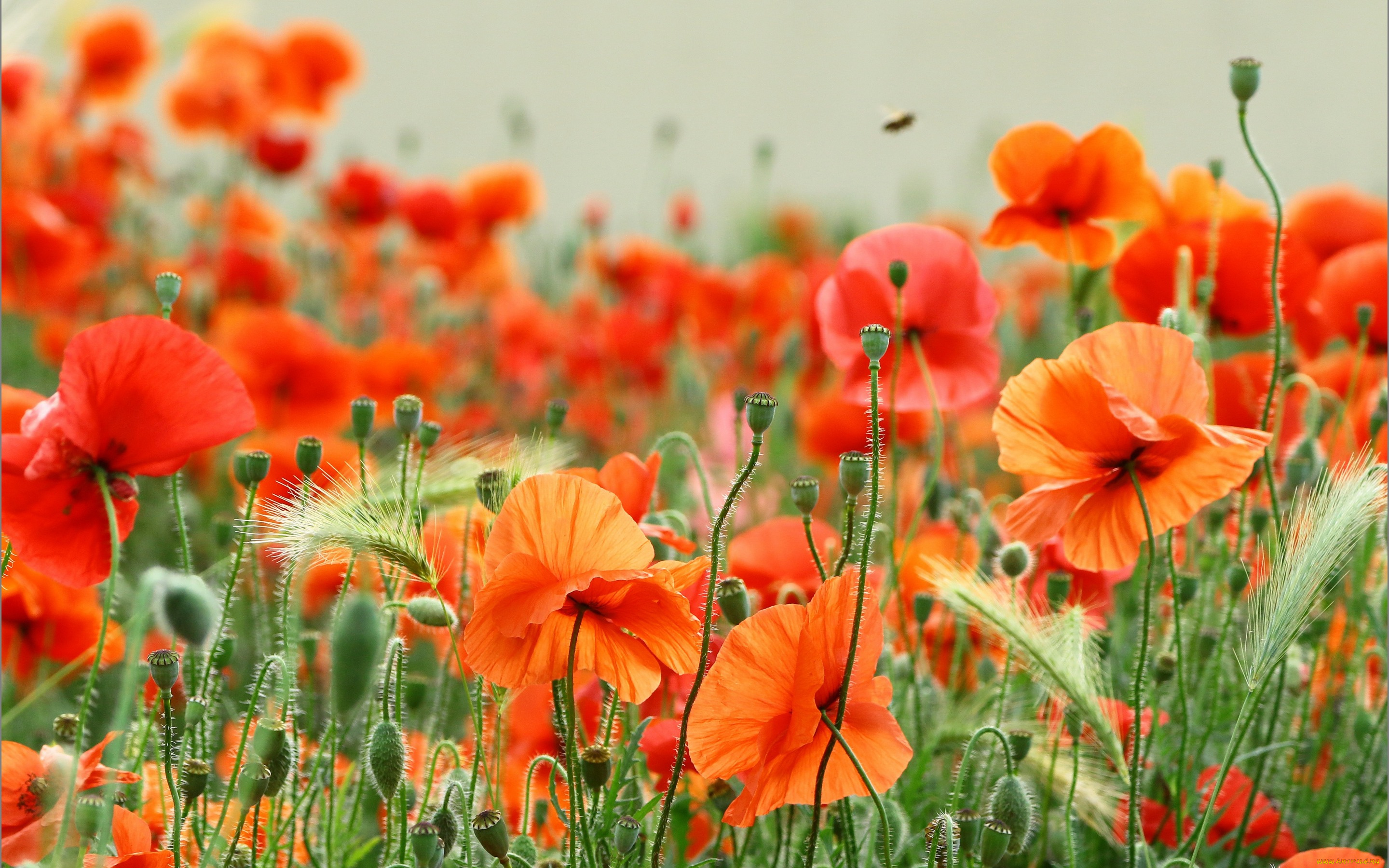 цветы, маки, боке, лето, поле