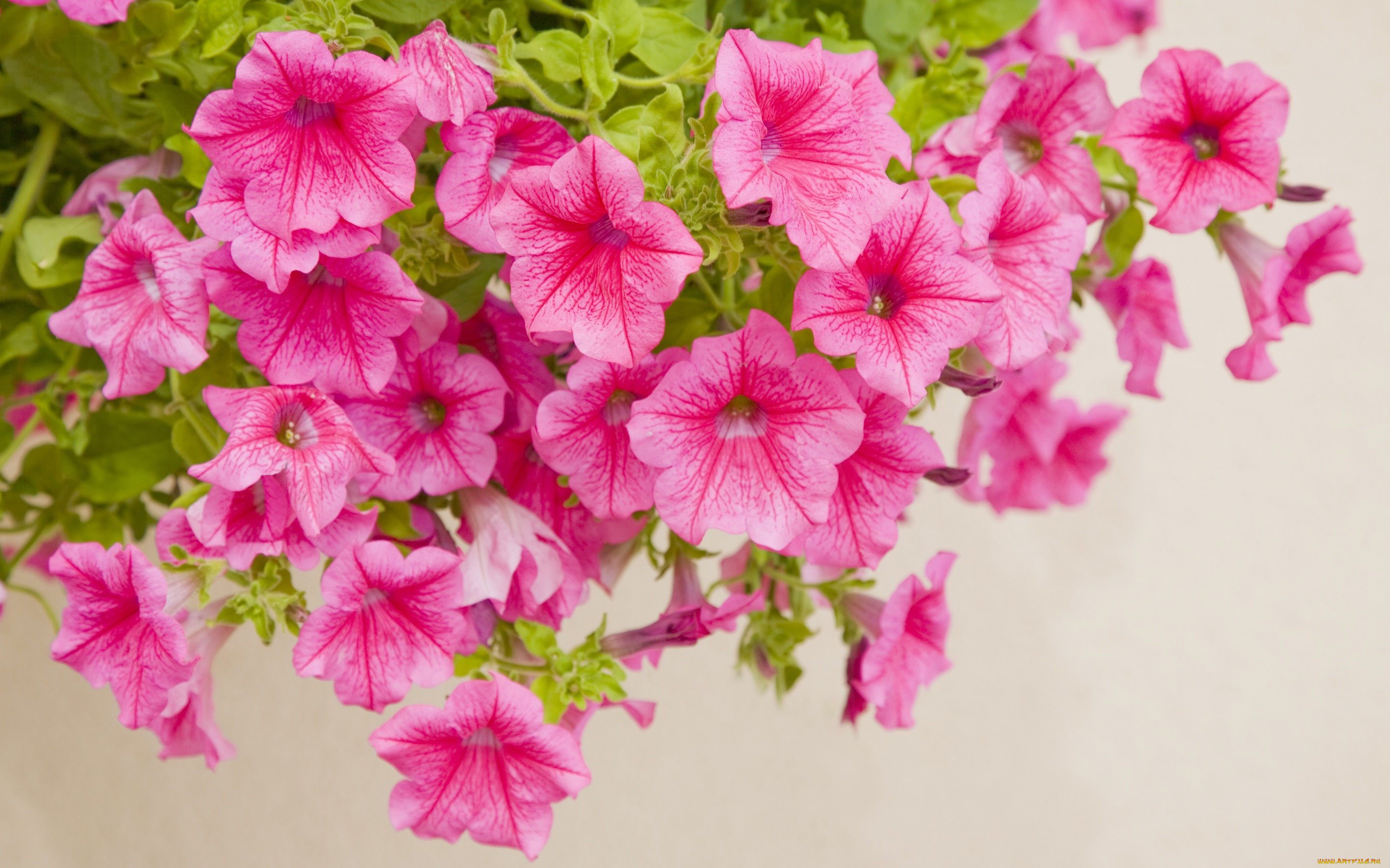 цветы, петунии, , калибрахоа, крупный, план