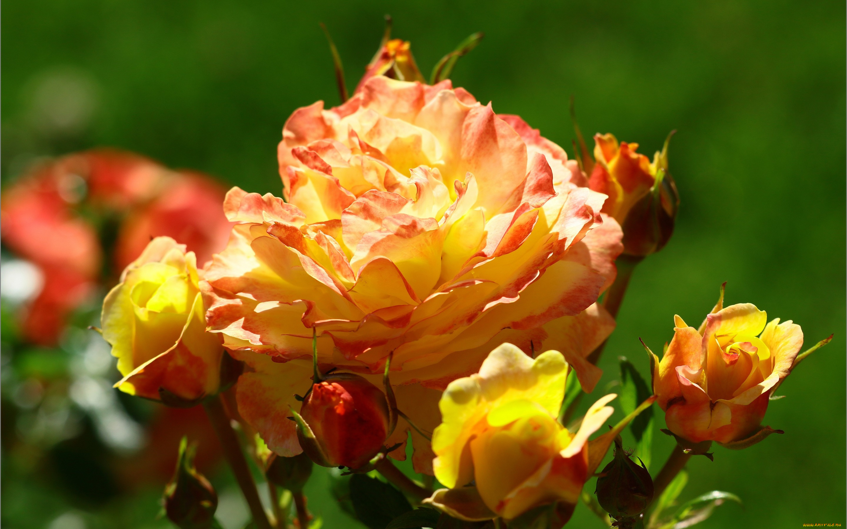 цветы, розы, куст, бутоны, роза