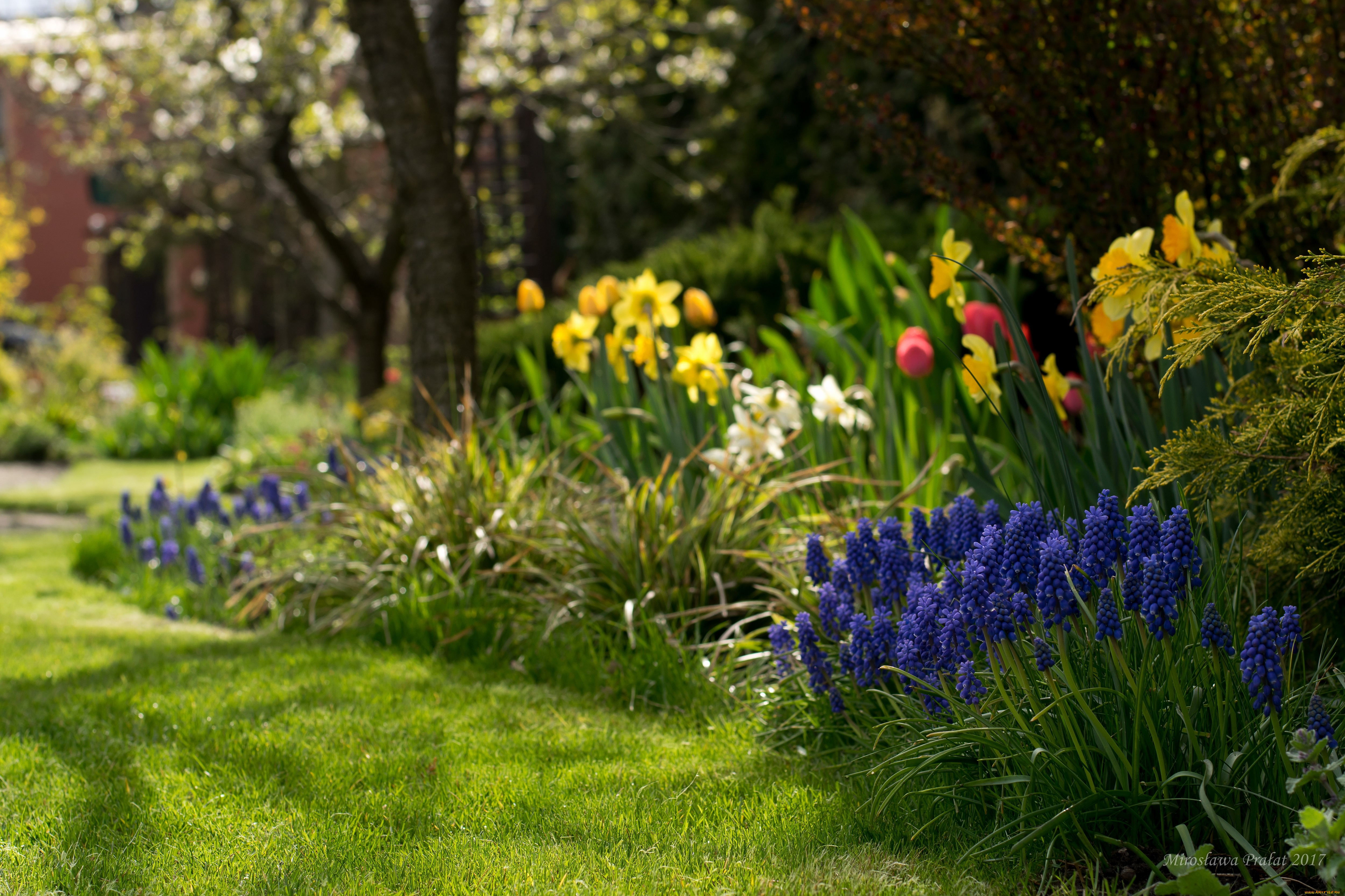 цветы, разные, вместе, клумба