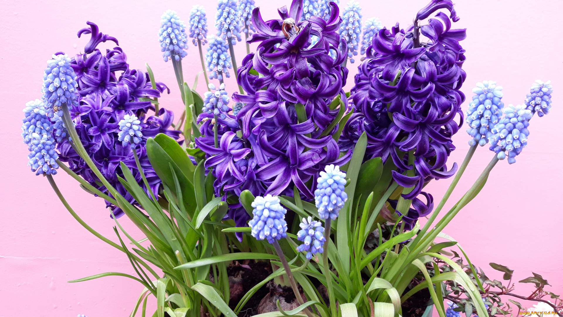 цветы, гиацинты, гиацинт