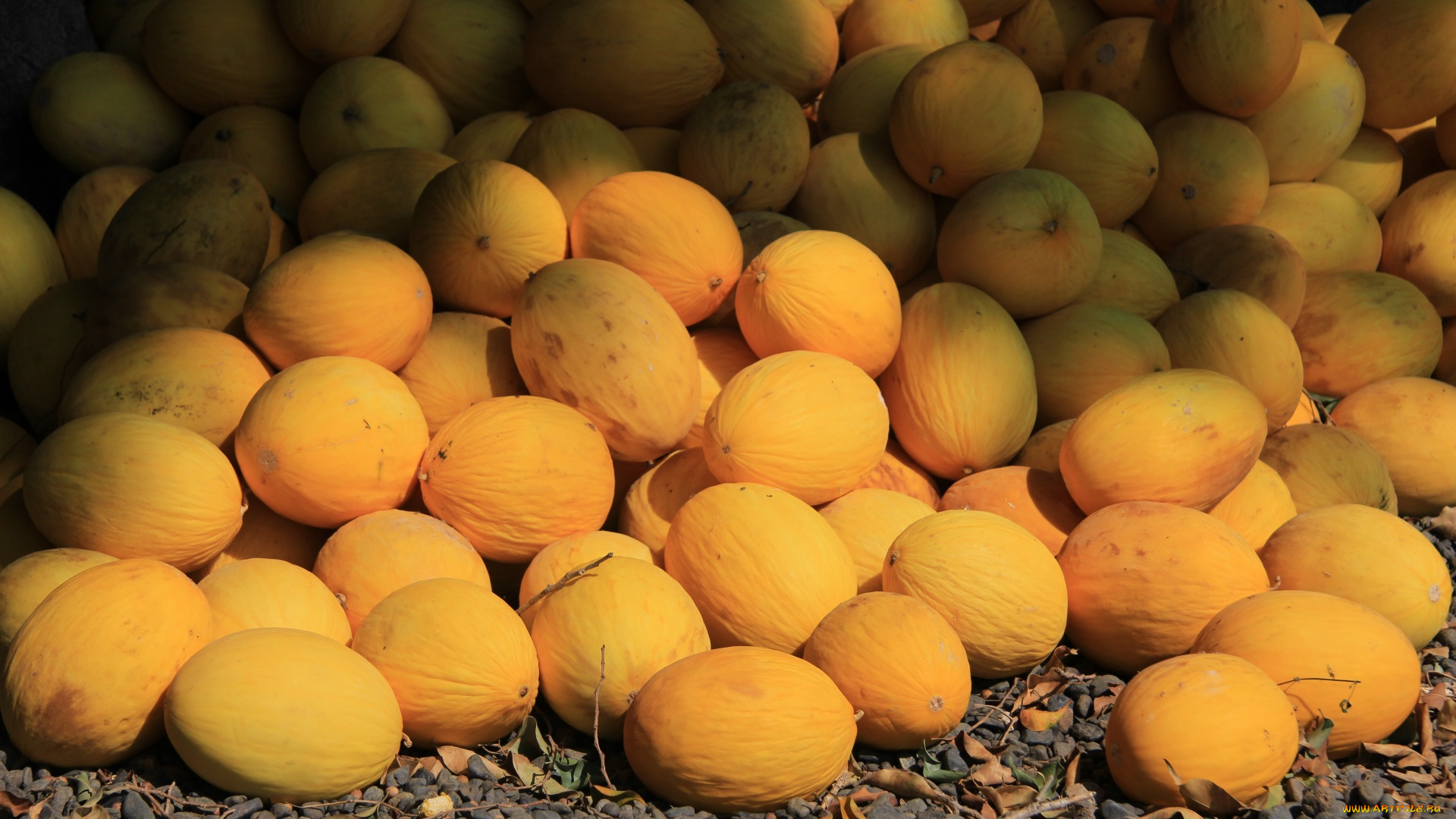еда, дыня, много