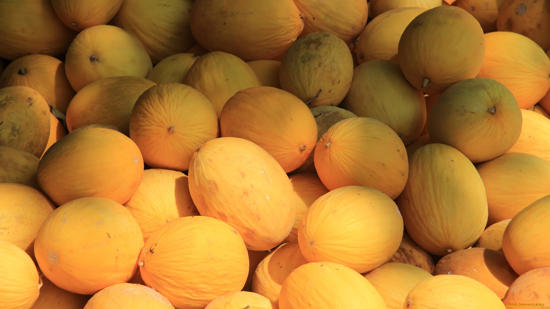 еда, дыня, много