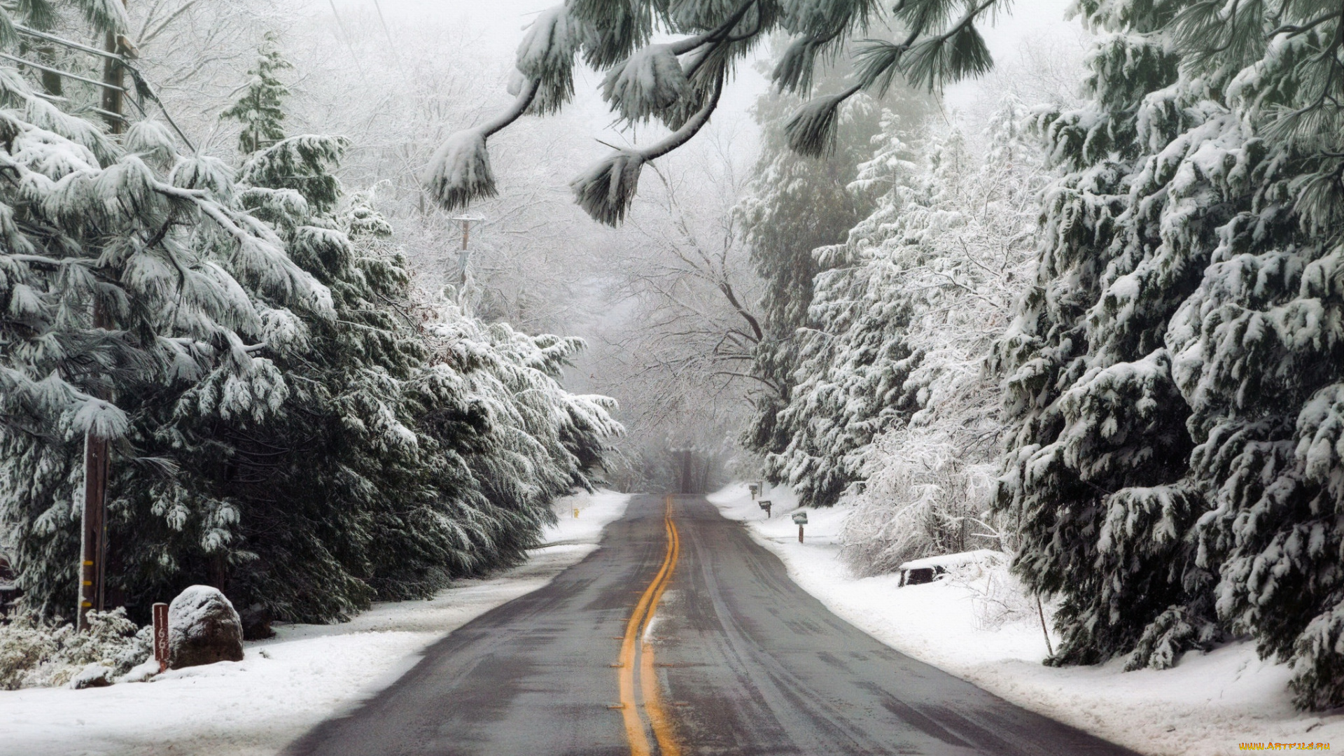 природа, дороги, дорога, лес, туман