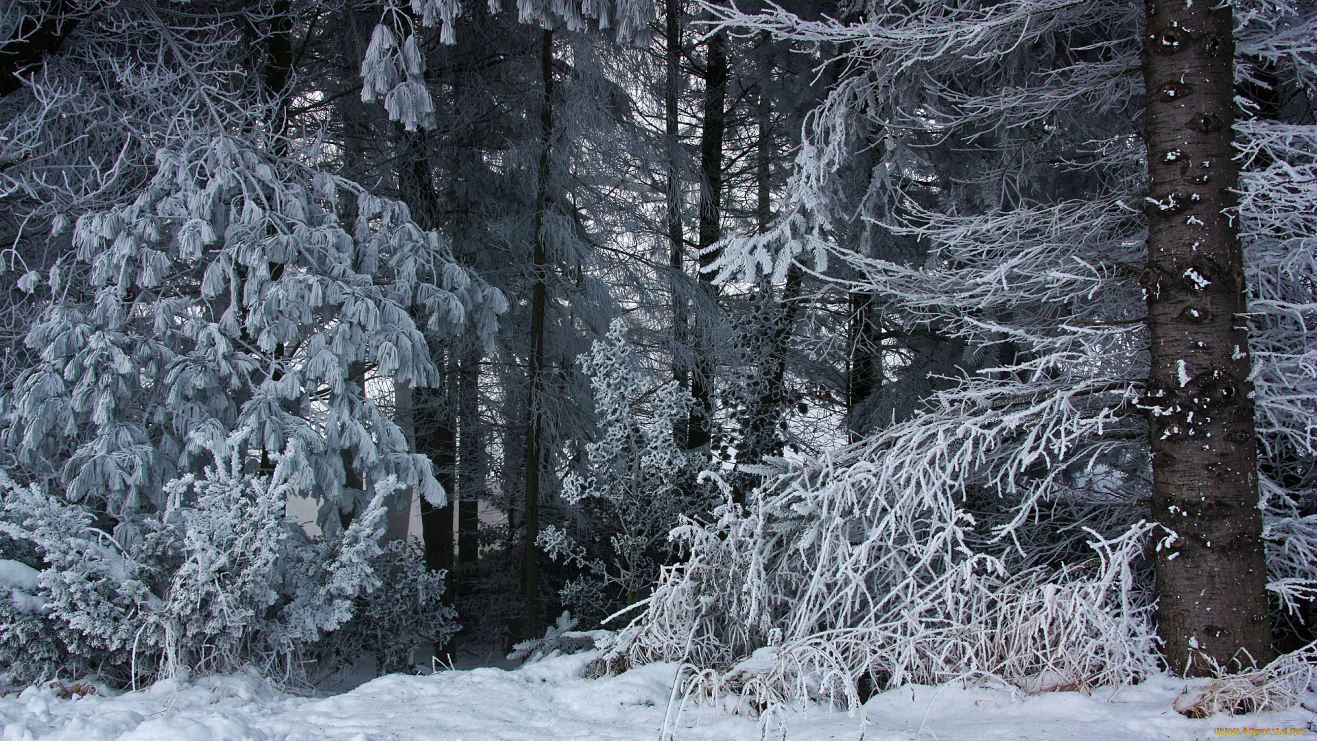 природа, лес, снег