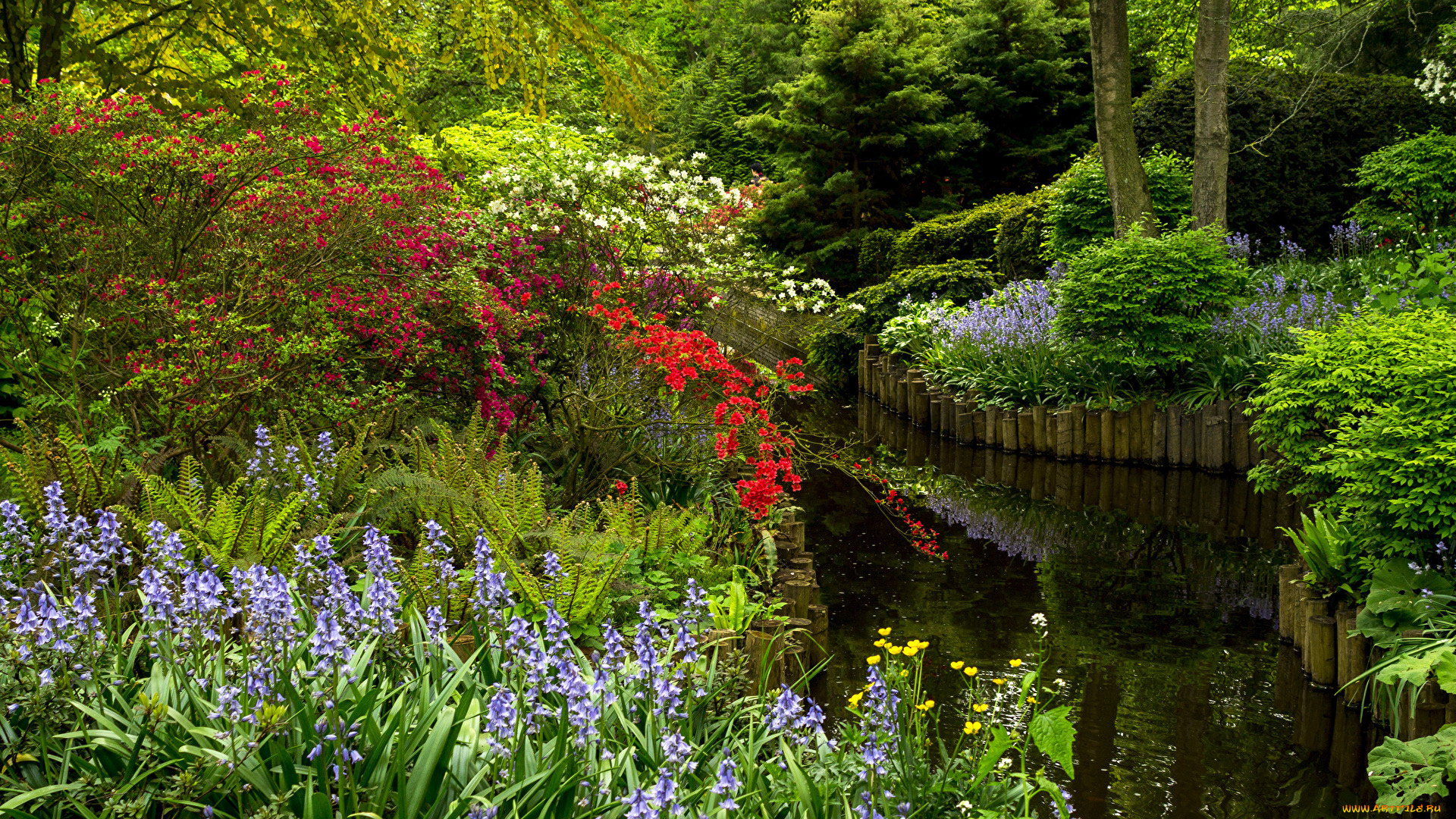 природа, парк, кусты, водоем