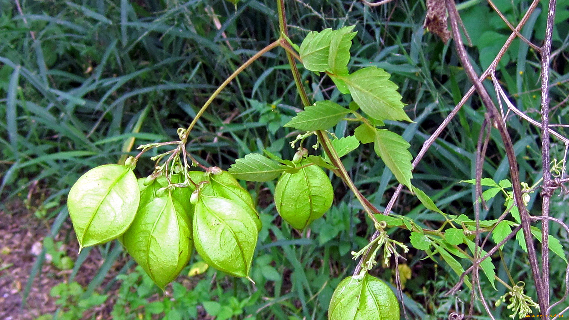 природа, плоды, физалис