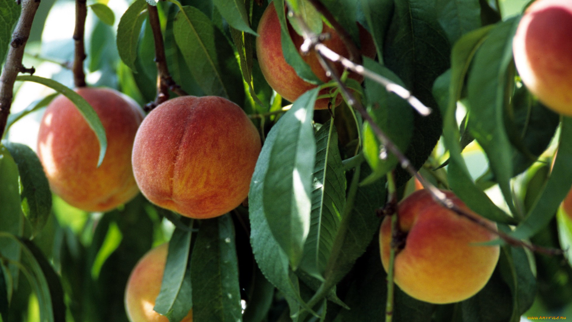 природа, плоды, персики