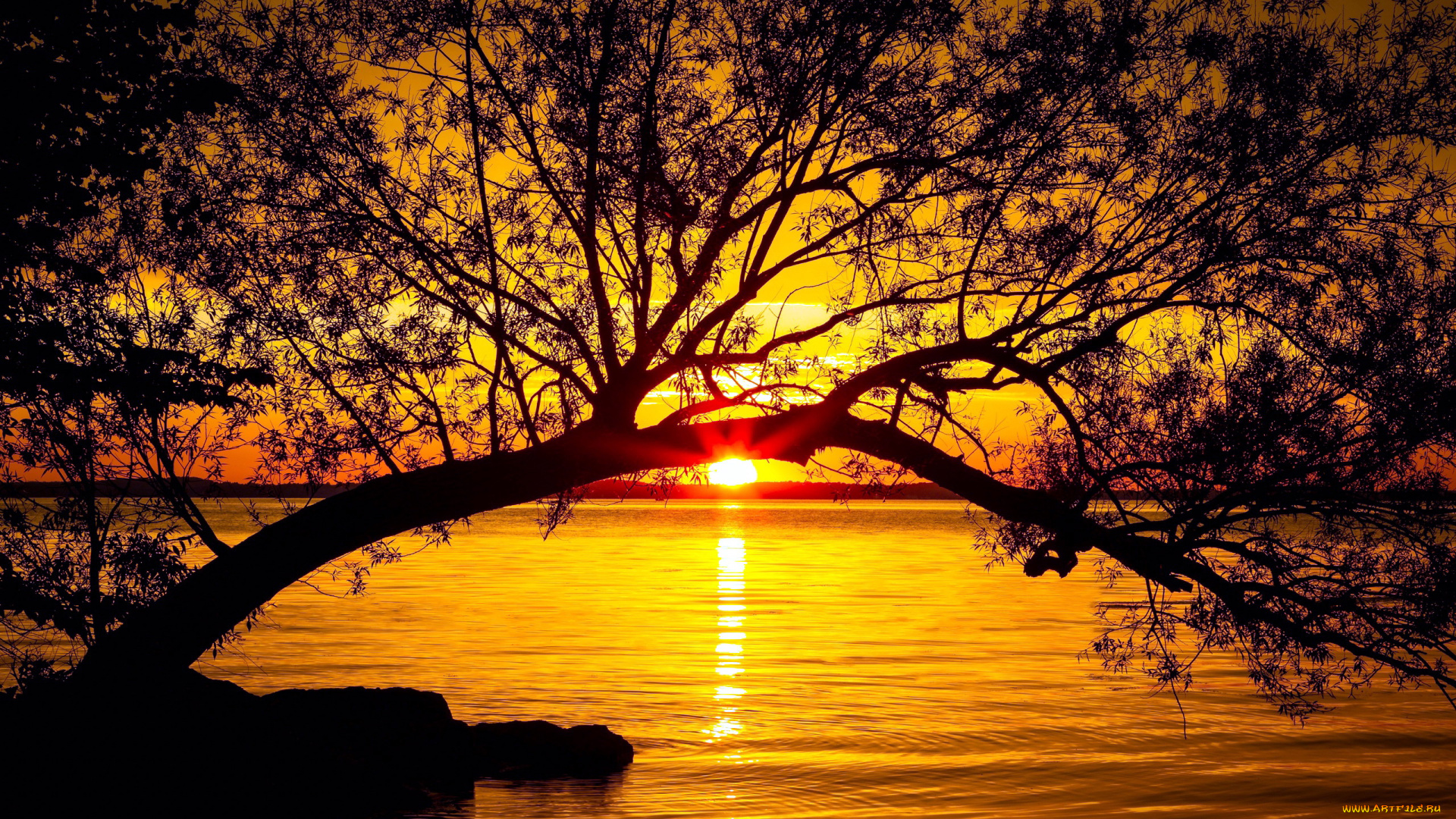 природа, восходы, закаты, закат, солнце, дерево