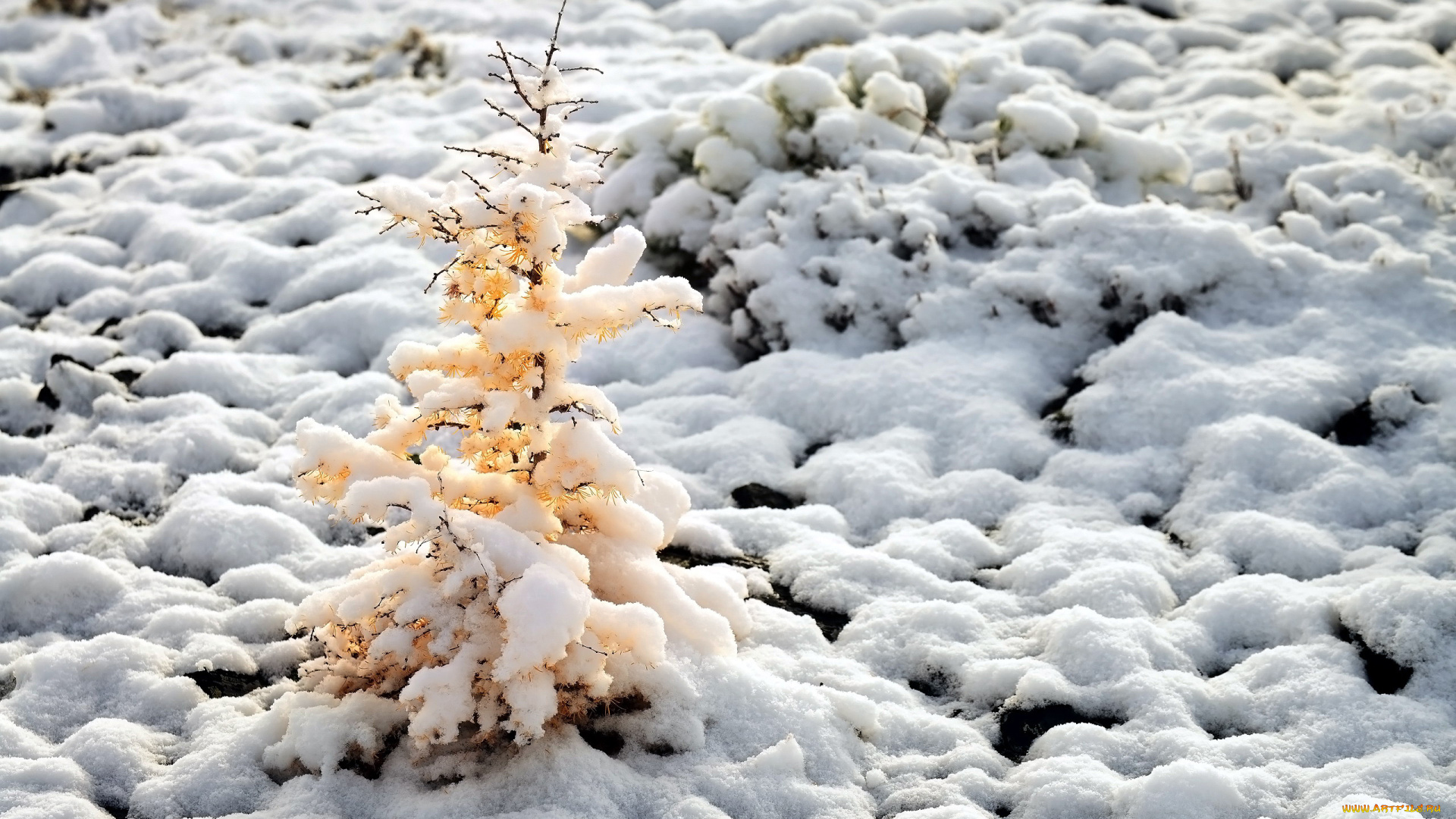 природа, зима, снег