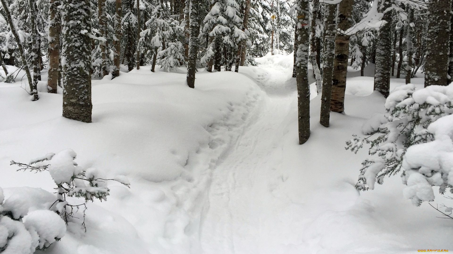 природа, зима, тропа, снег