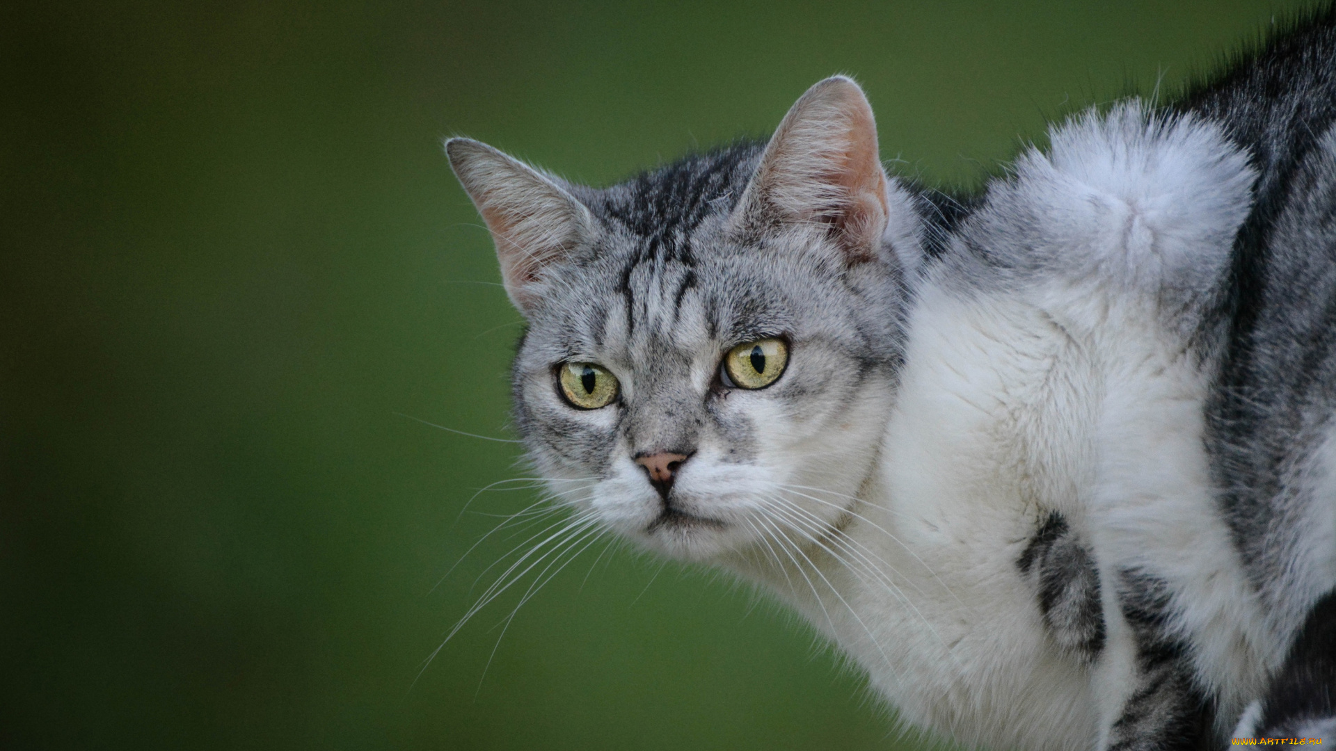 животные, коты, взгляд