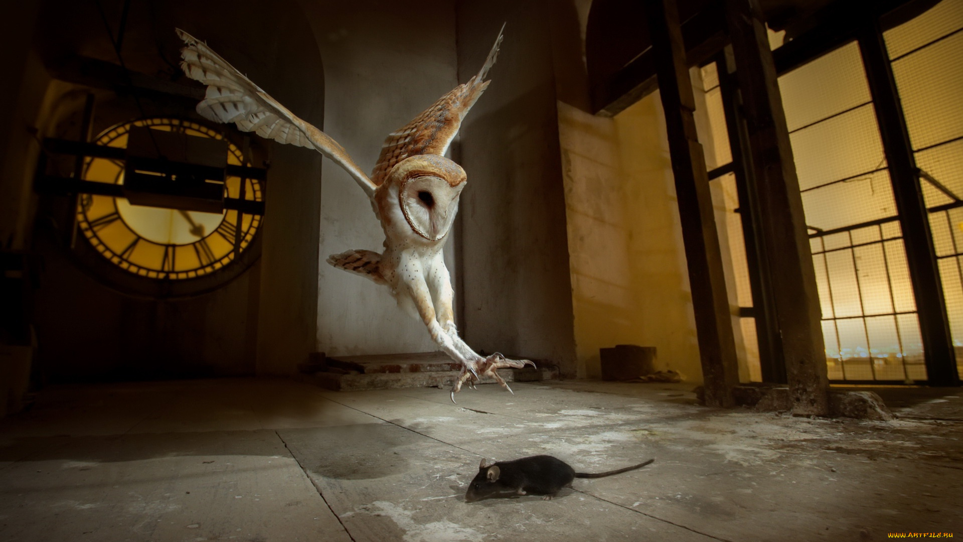 животные, разные, вместе, сова