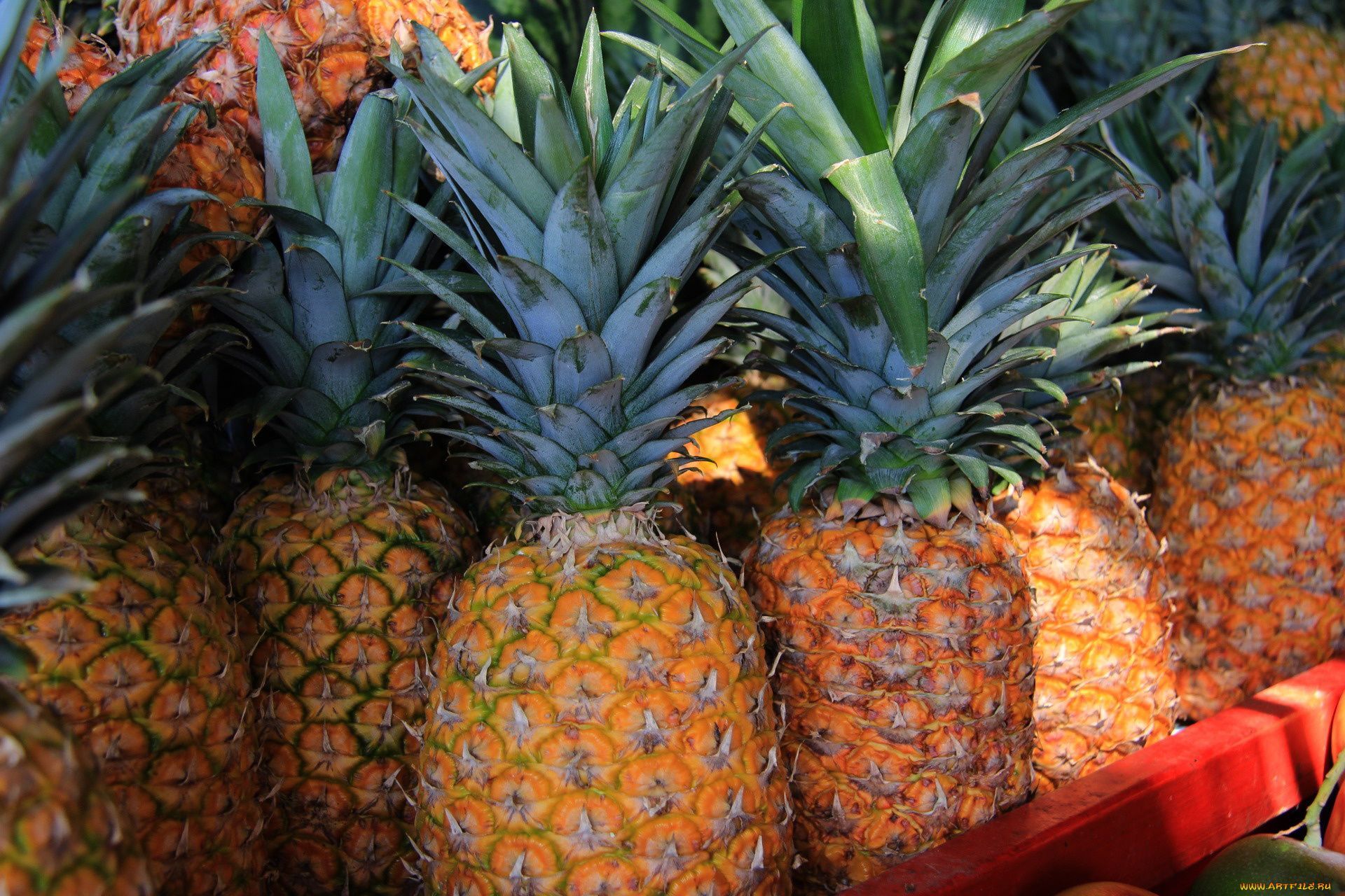 еда, ананас, много