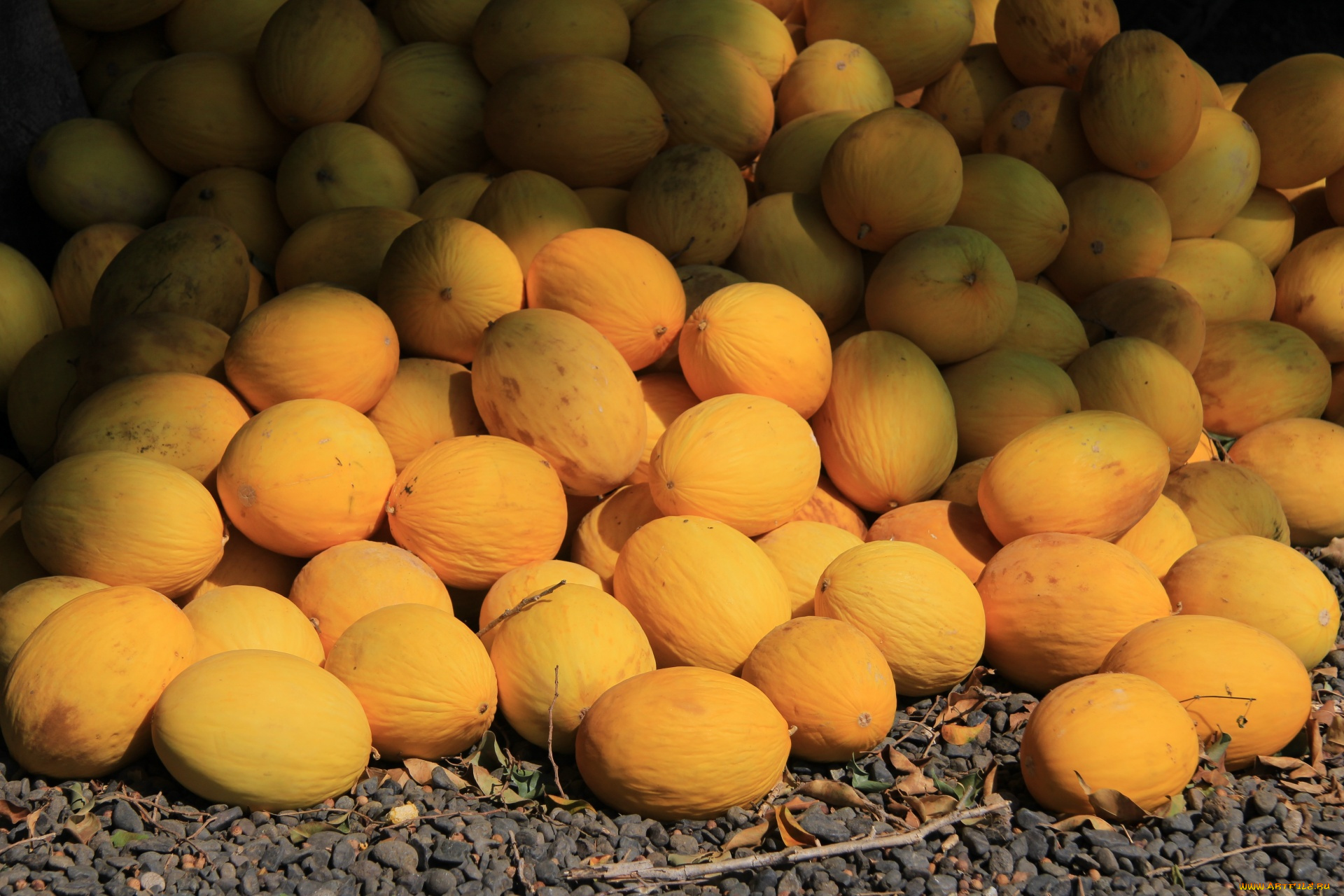 еда, дыня, много