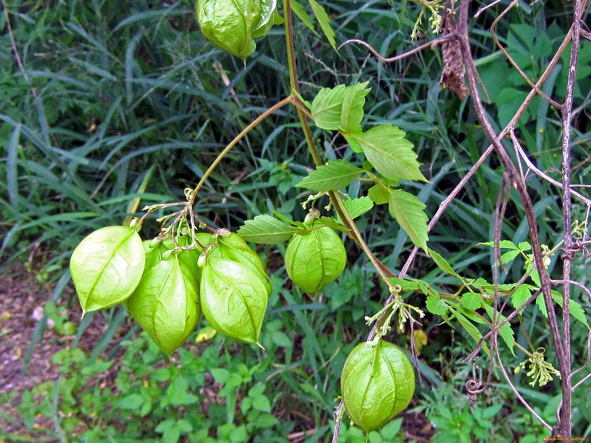 природа, плоды, физалис