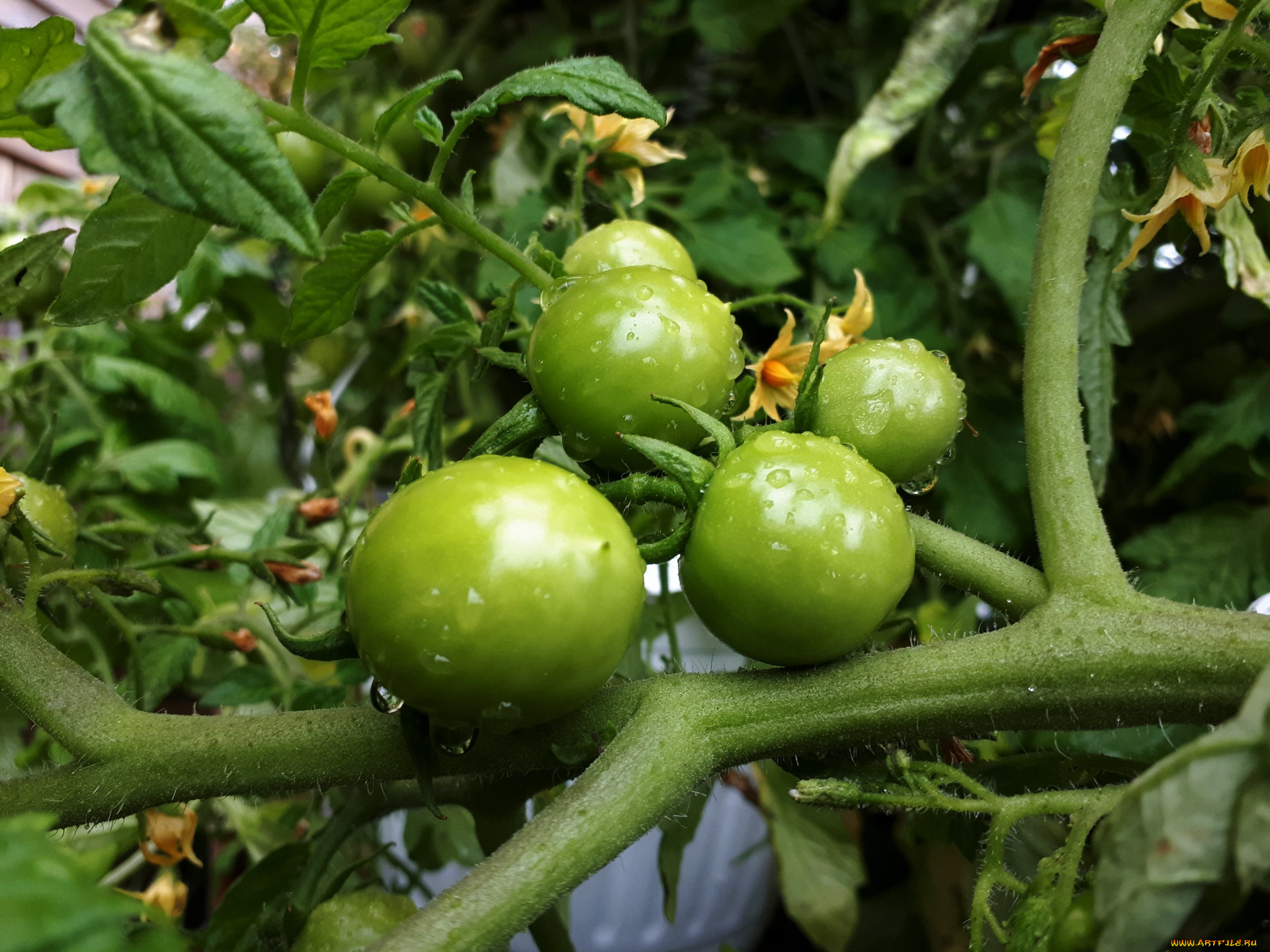 природа, плоды, помидоры