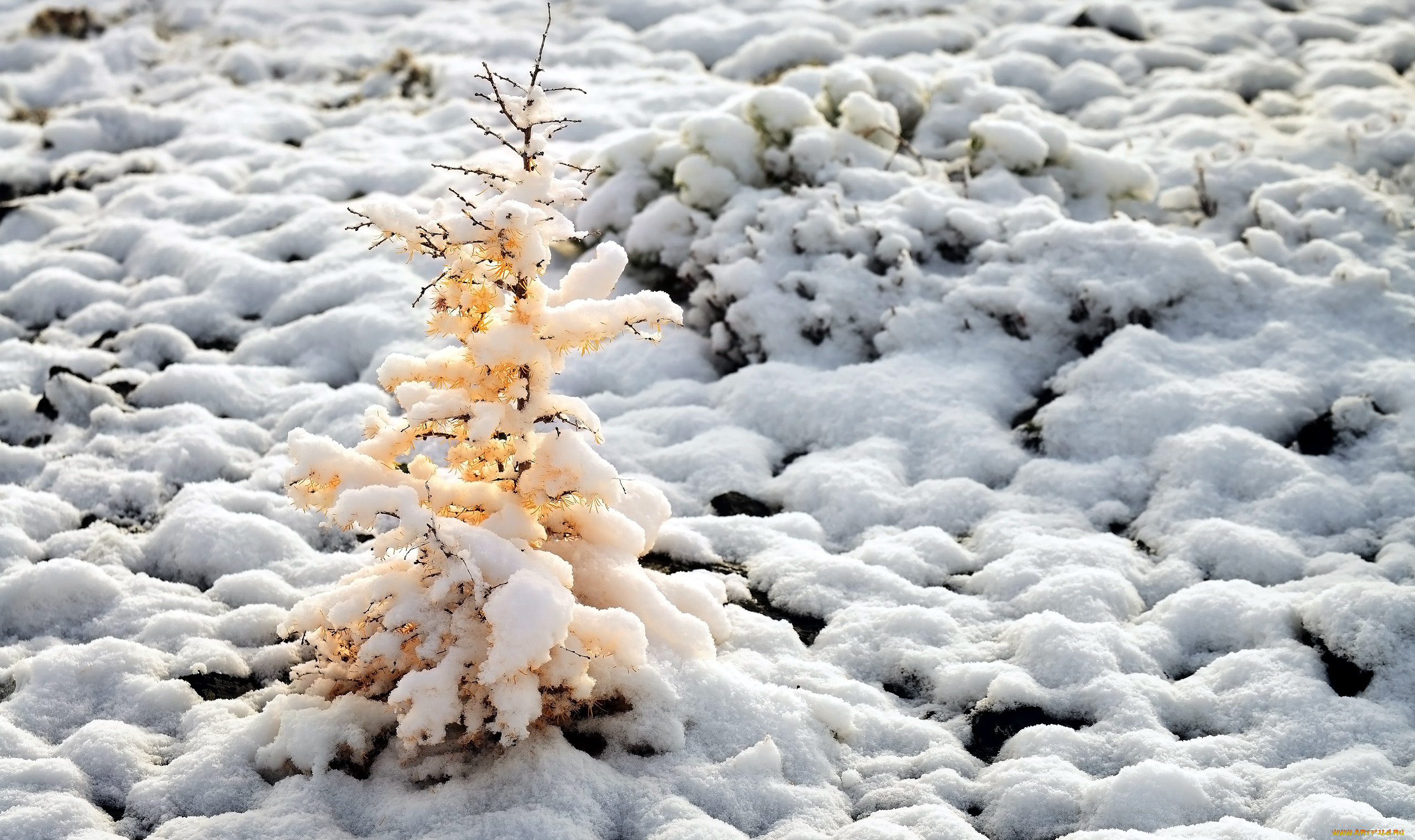 природа, зима, снег