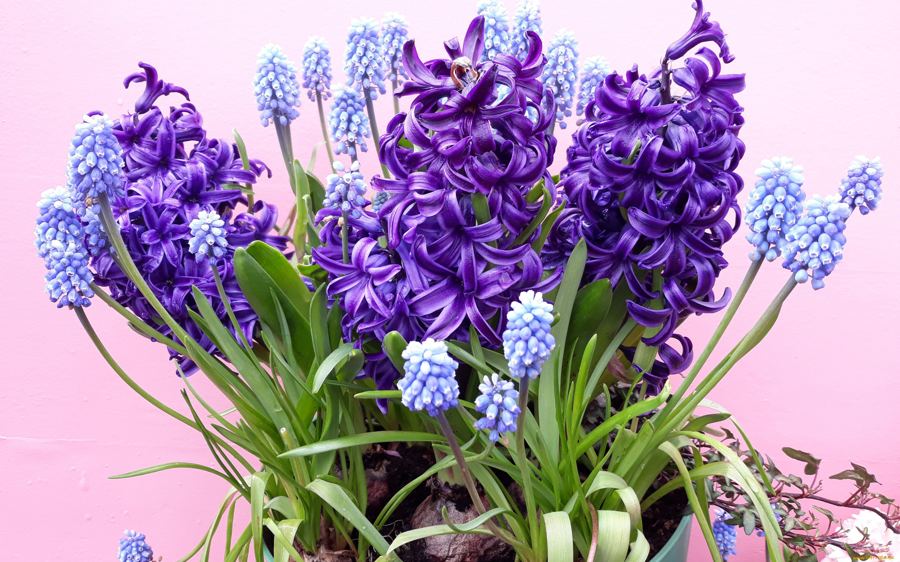 цветы, гиацинты, гиацинт