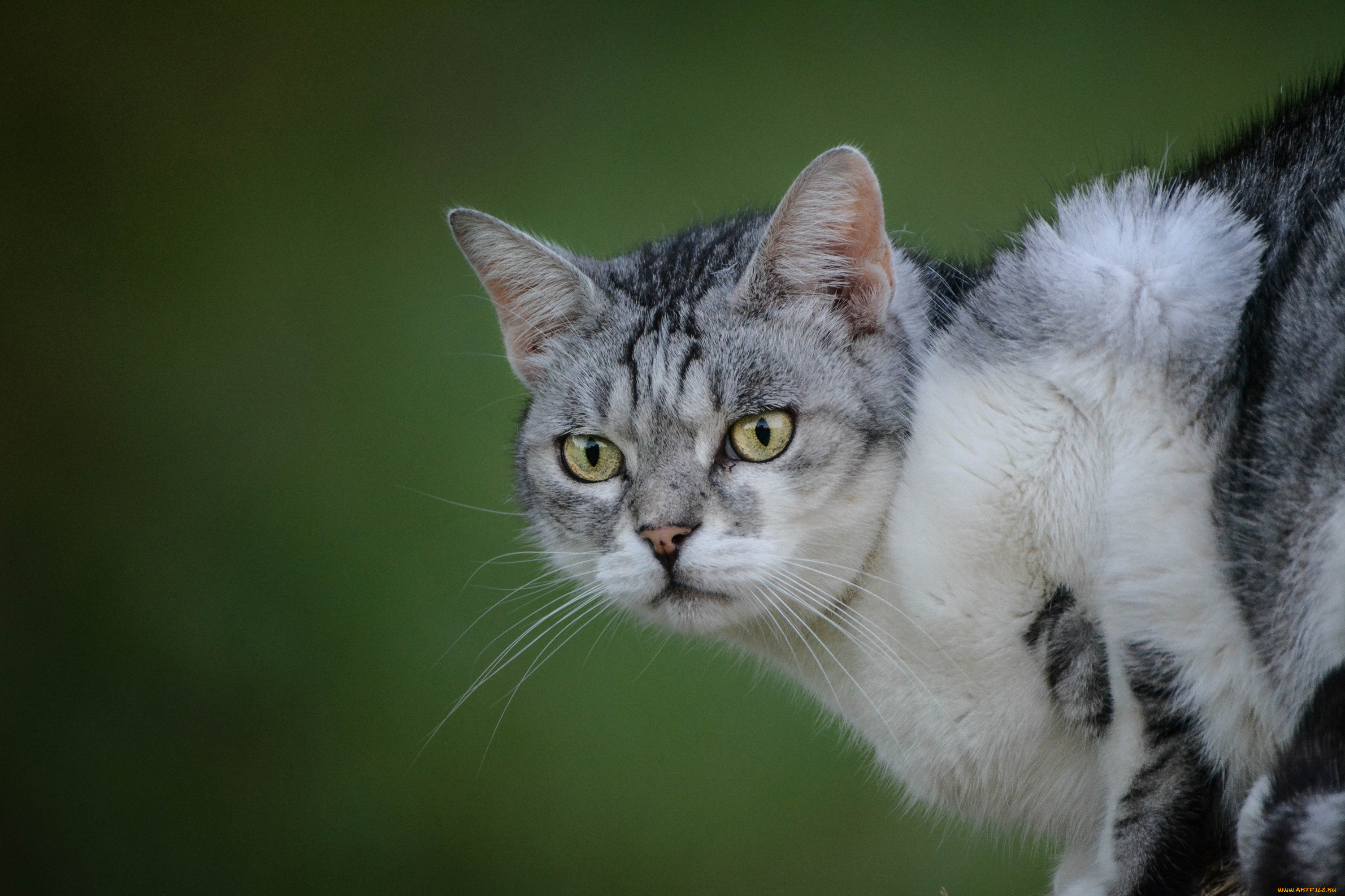 животные, коты, взгляд